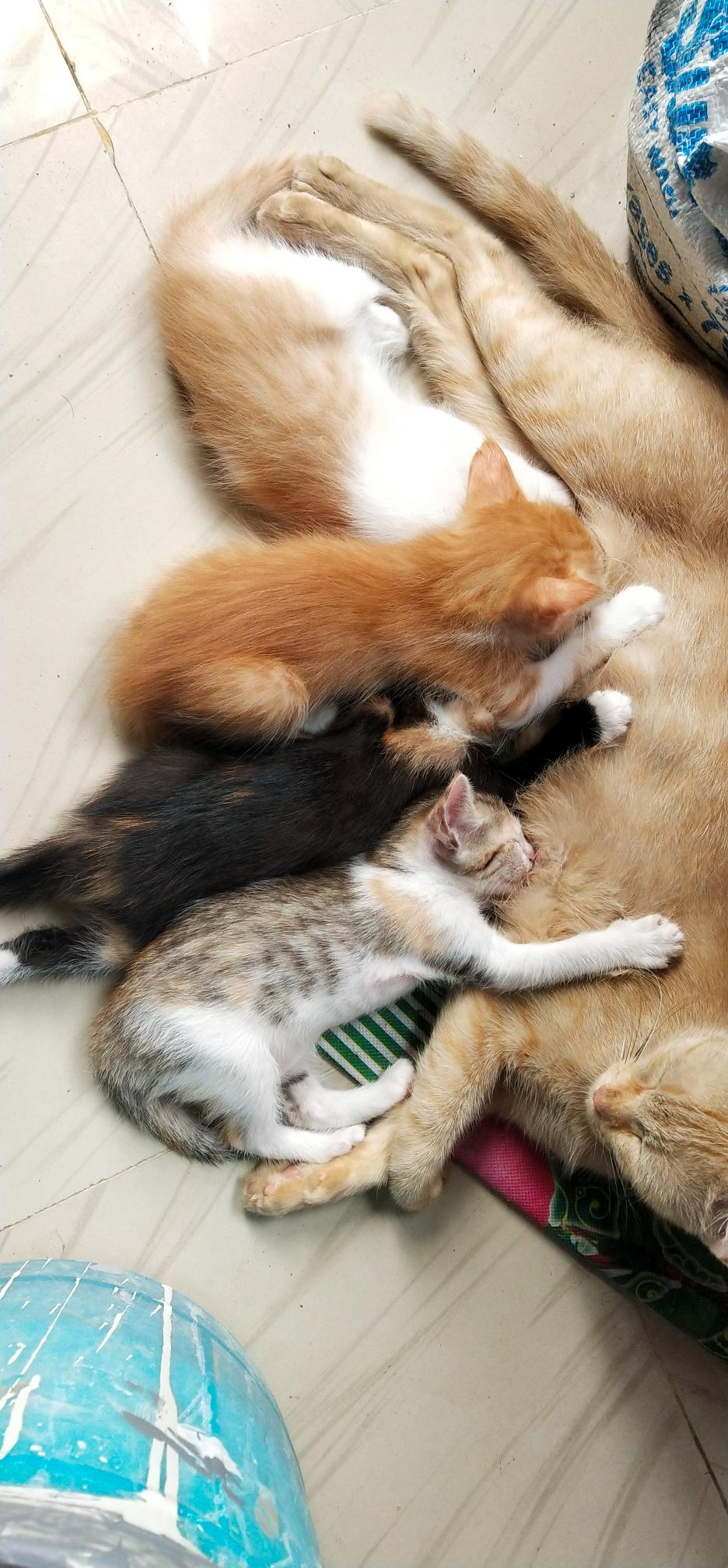 Free kittens (normal breed) bangalore