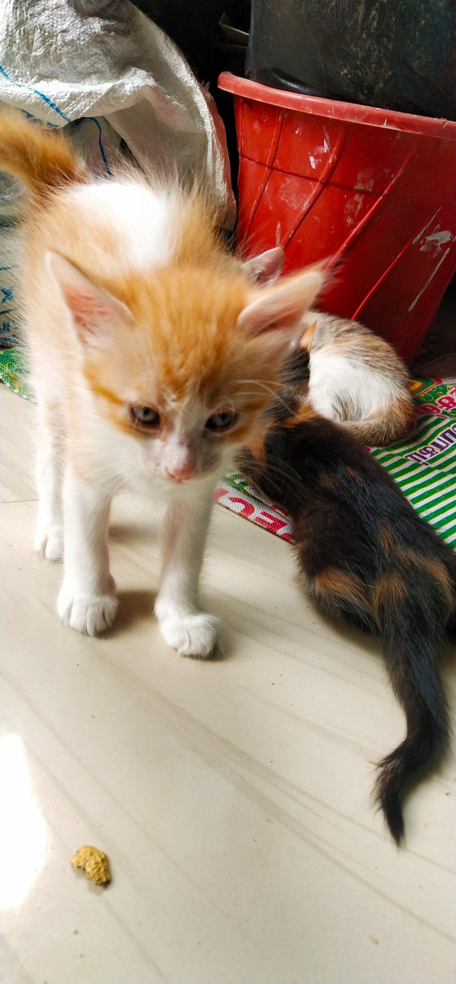 Free kittens (normal breed) bangalore