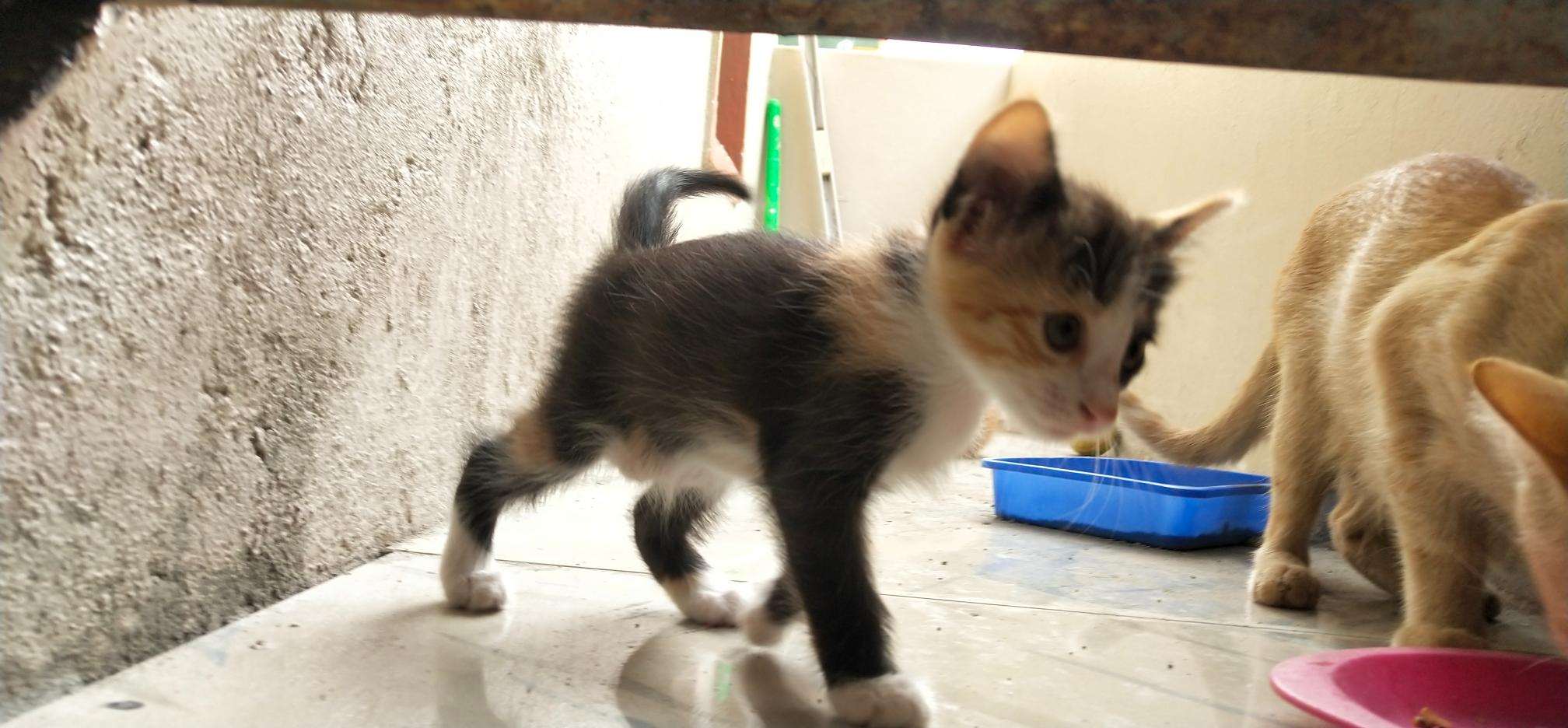 Free kittens (normal breed) bangalore