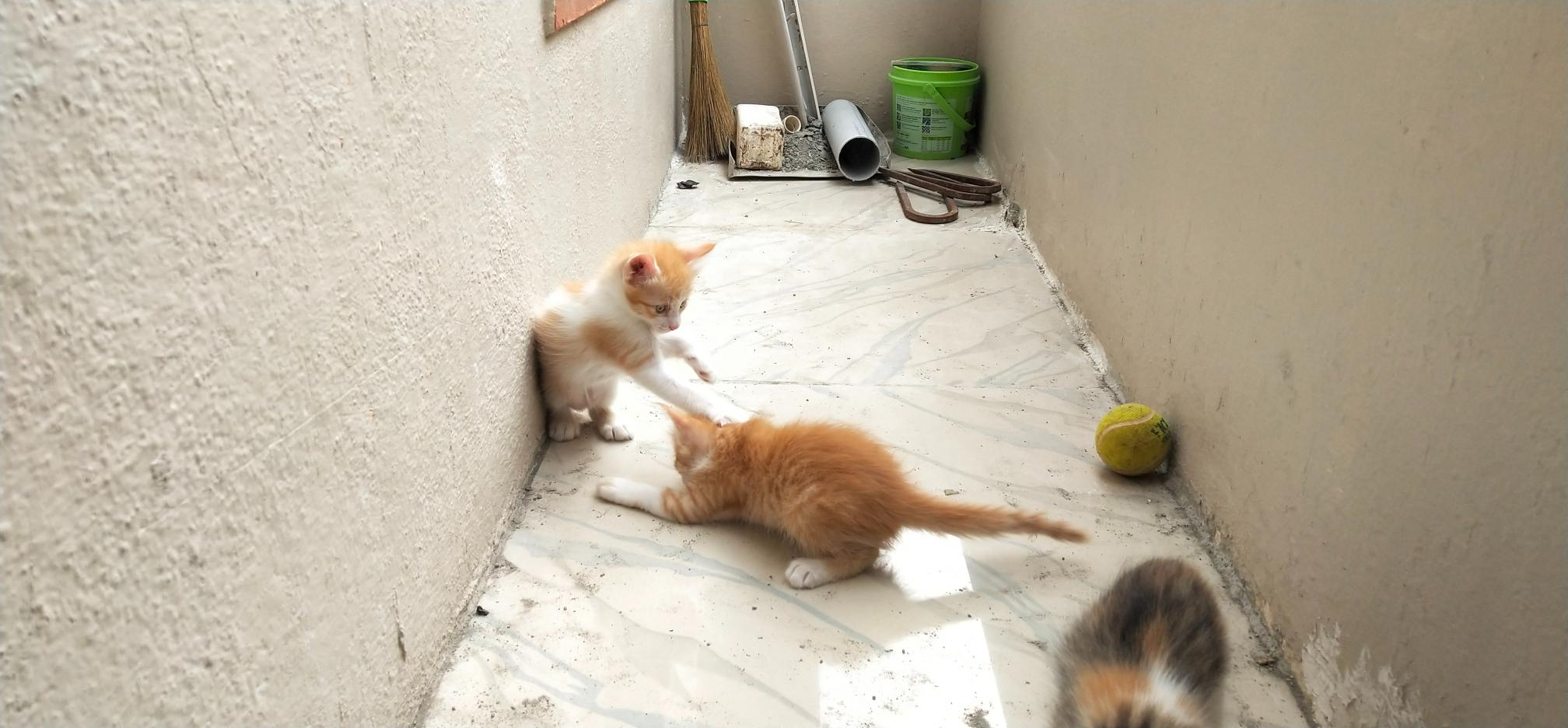 Free kittens (normal breed) bangalore