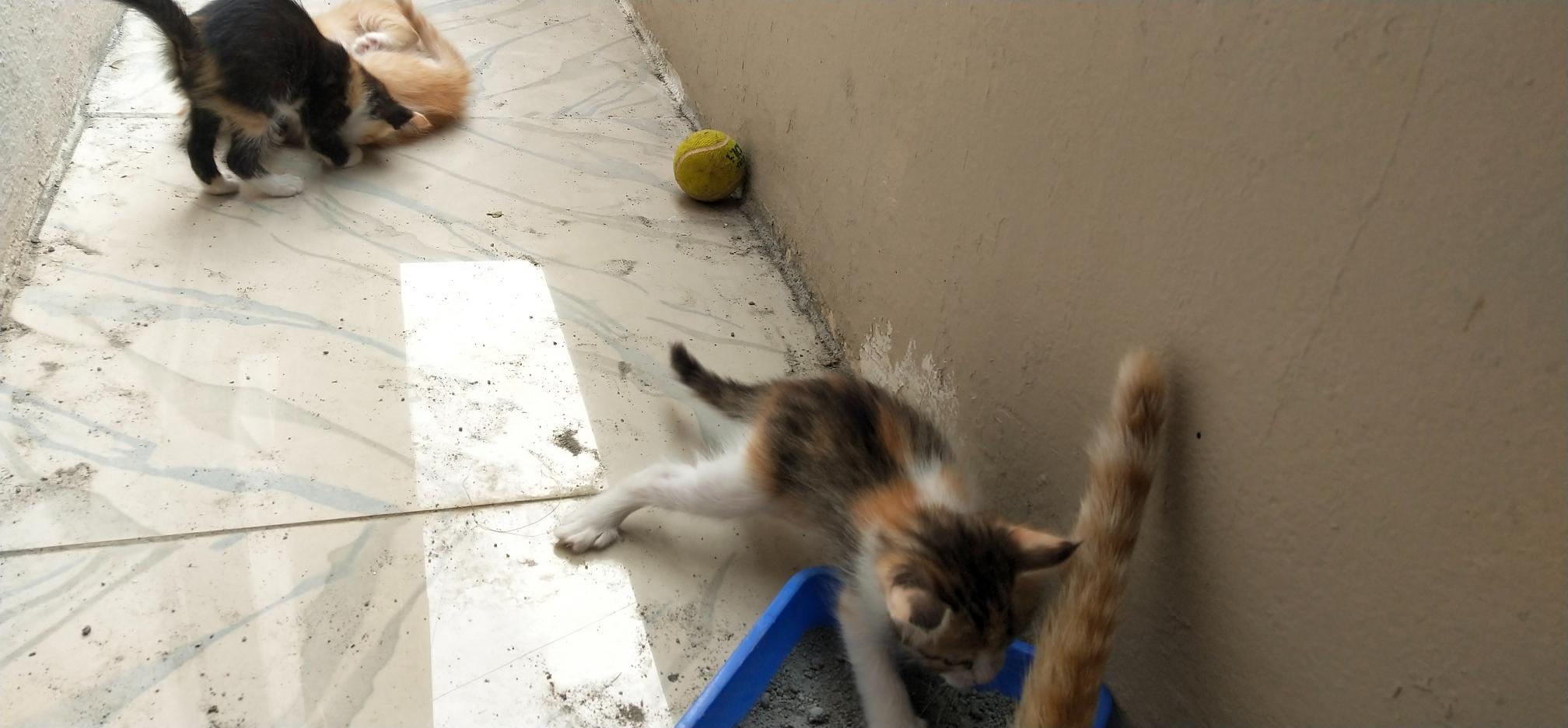 Free kittens (normal breed) bangalore