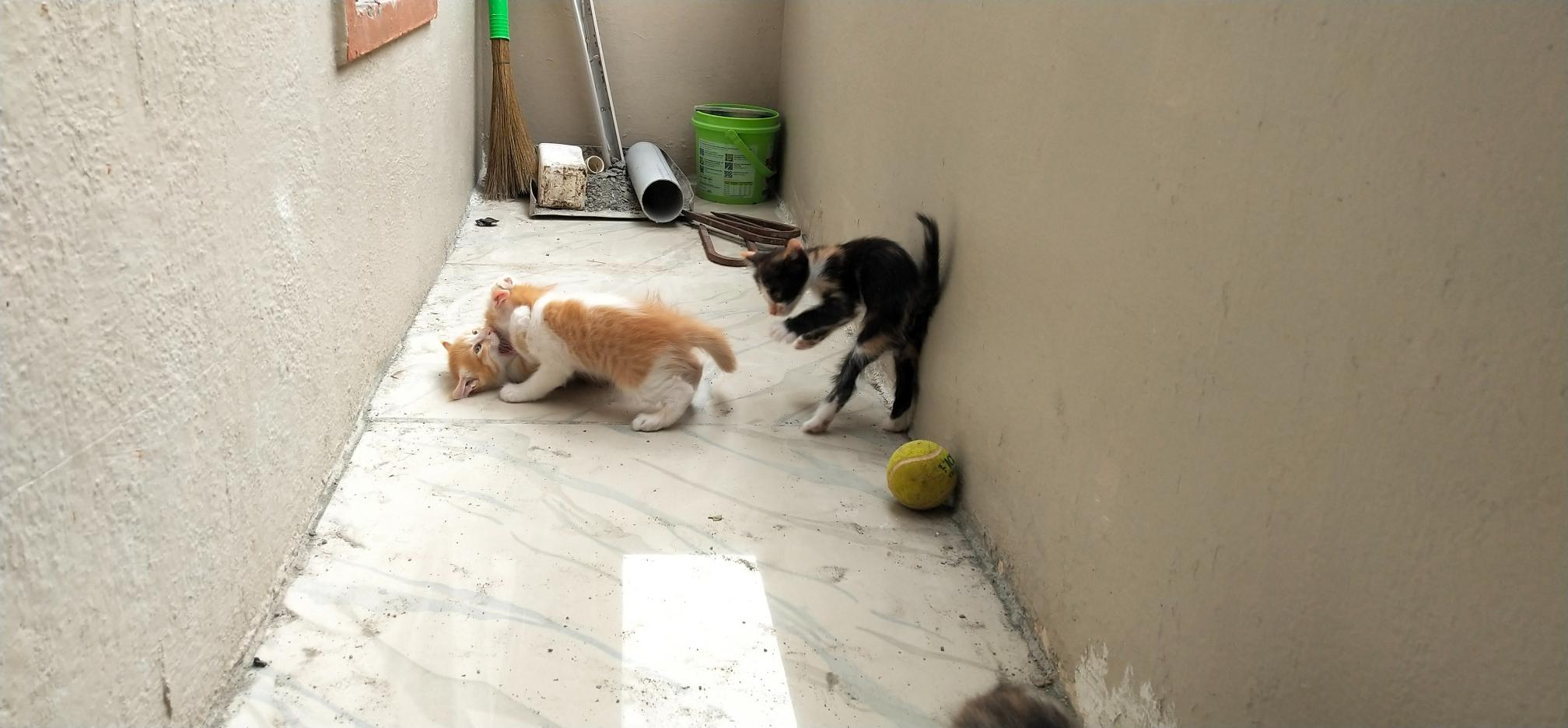 Free kittens (normal breed) bangalore