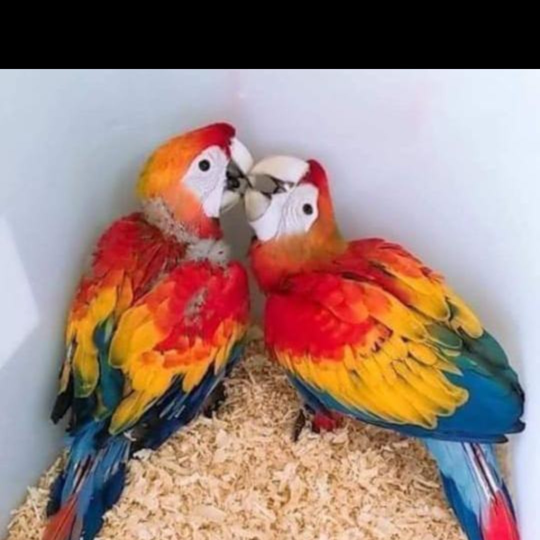  Macau parrot home delivery 7860996935