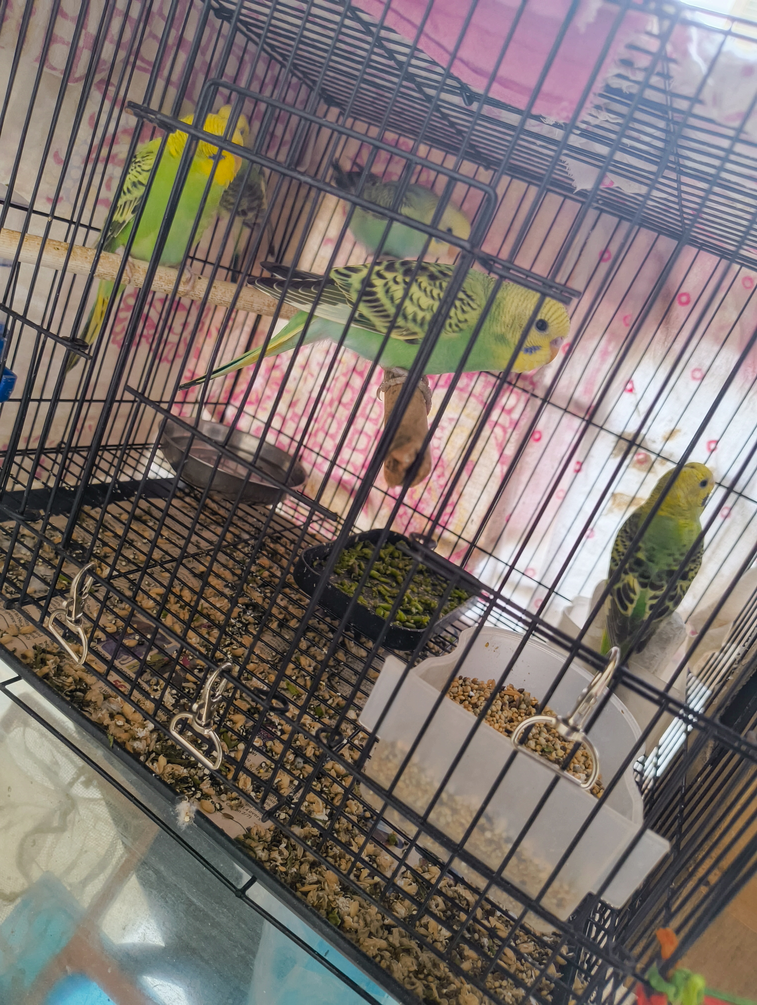 Budgies for sale