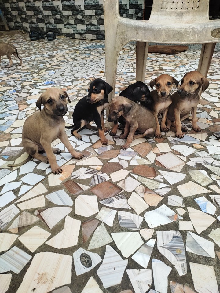 Puppies for sale