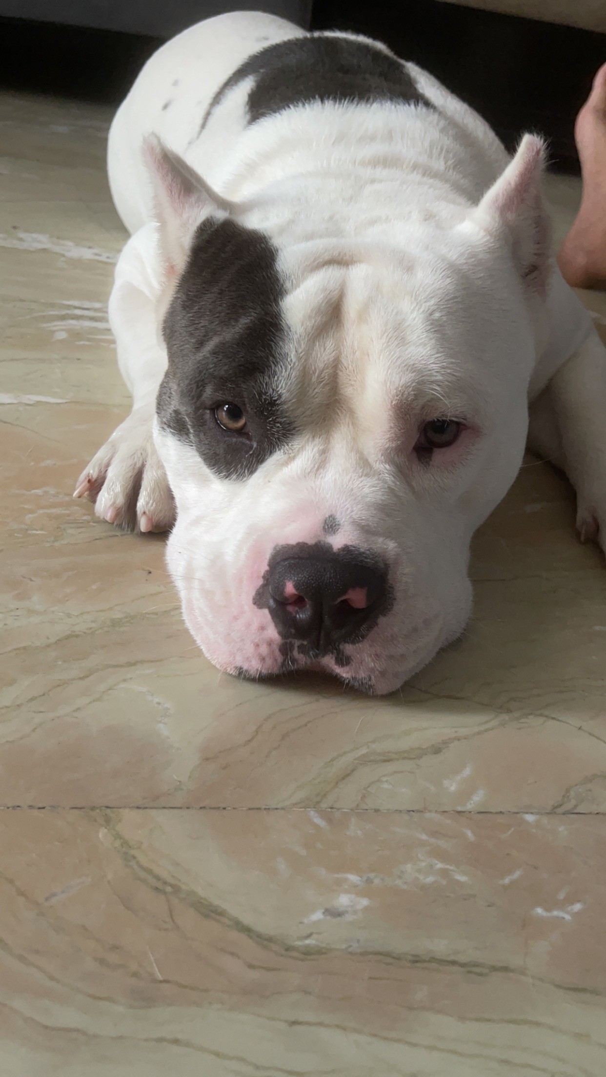 American Bully