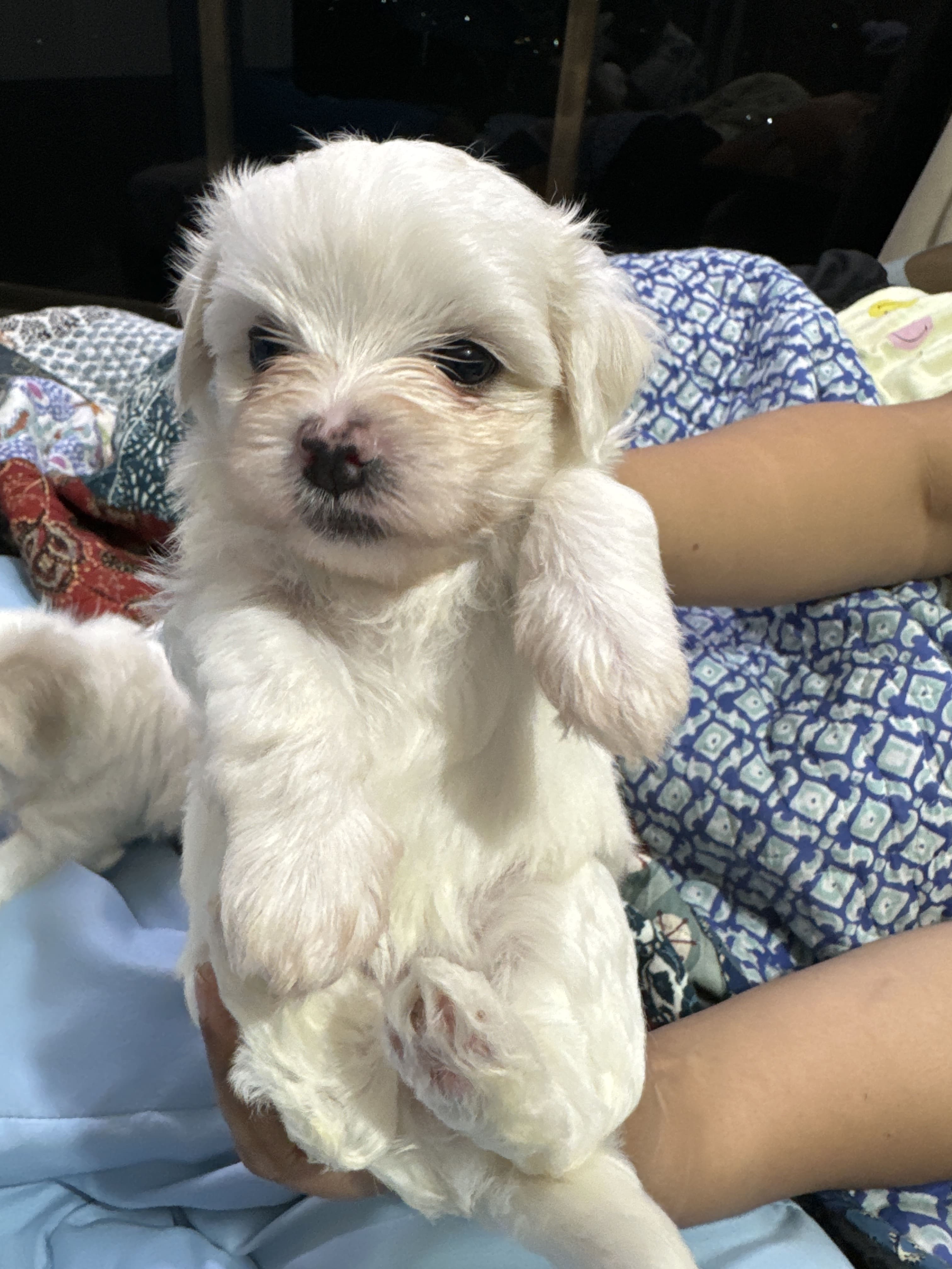 Maltese puppy for sale