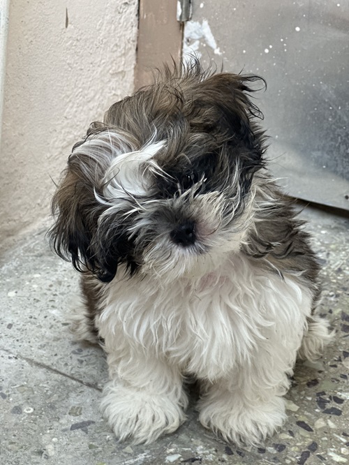 Shih tzu 