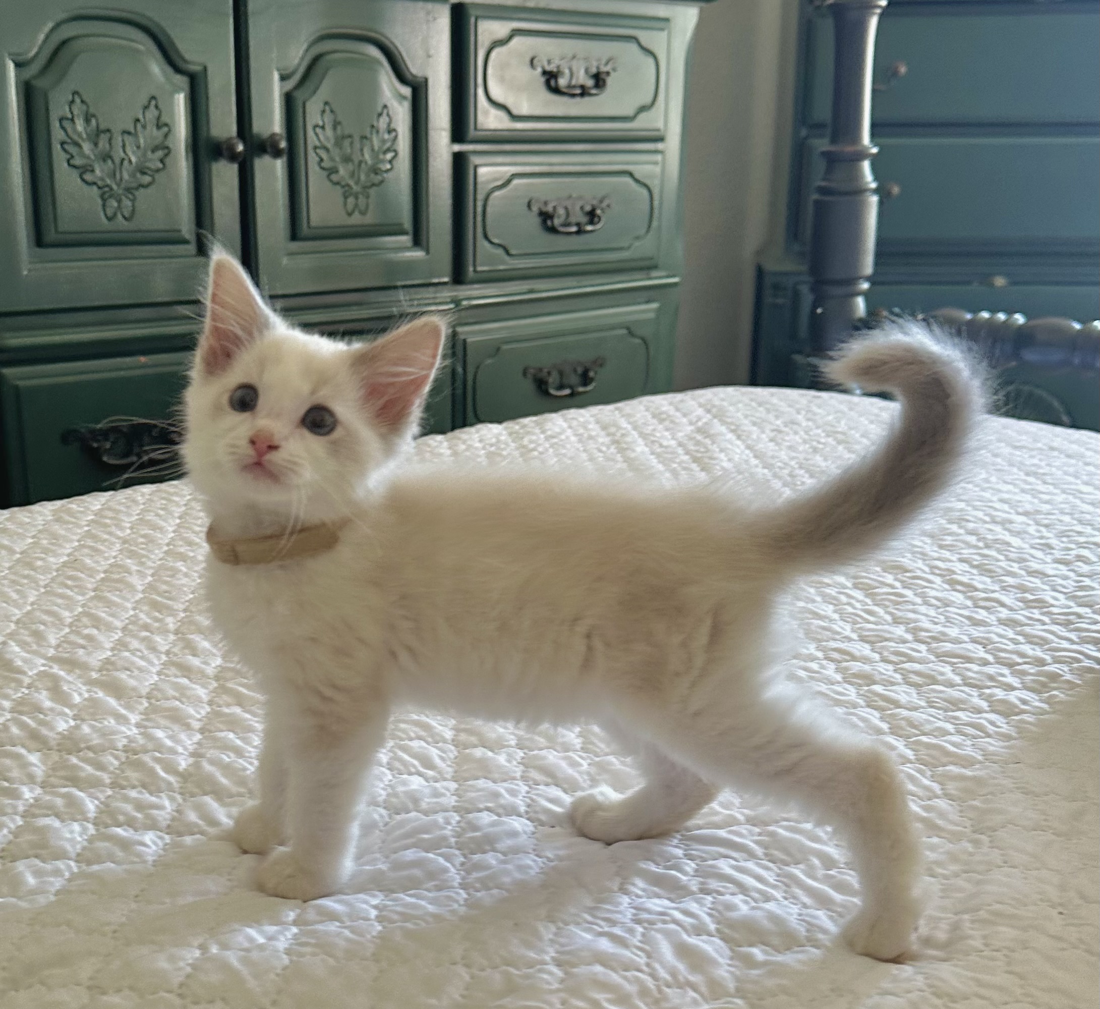 Ragdoll Kittens 