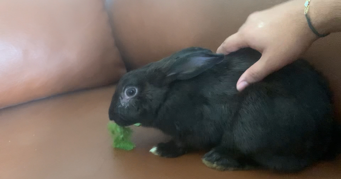 Playful Adult Rabbits for Sale - Male & Female