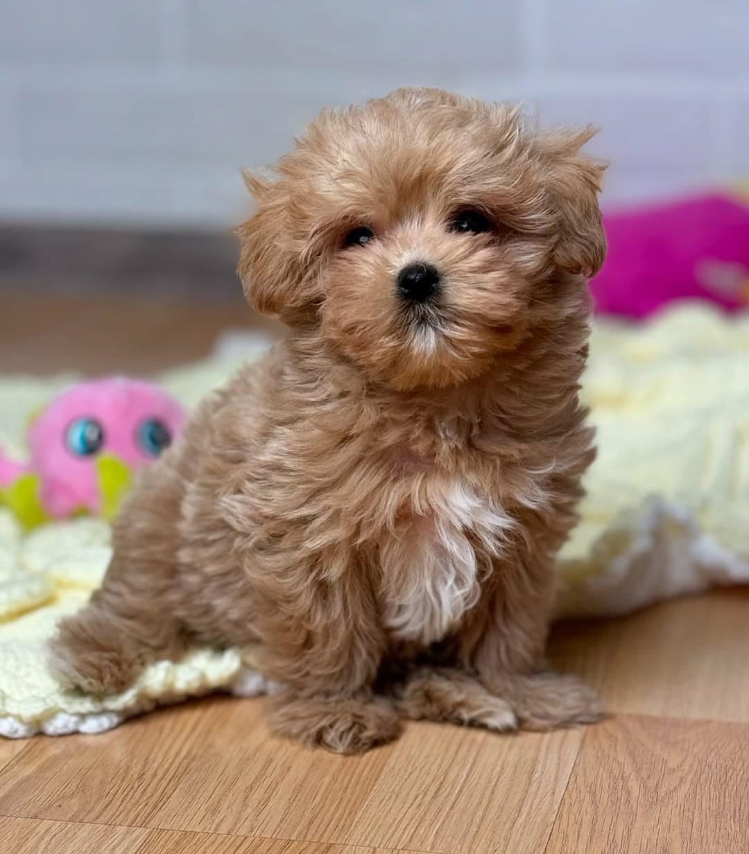 Top Quality Maltipoo Puppies In Bangalore 