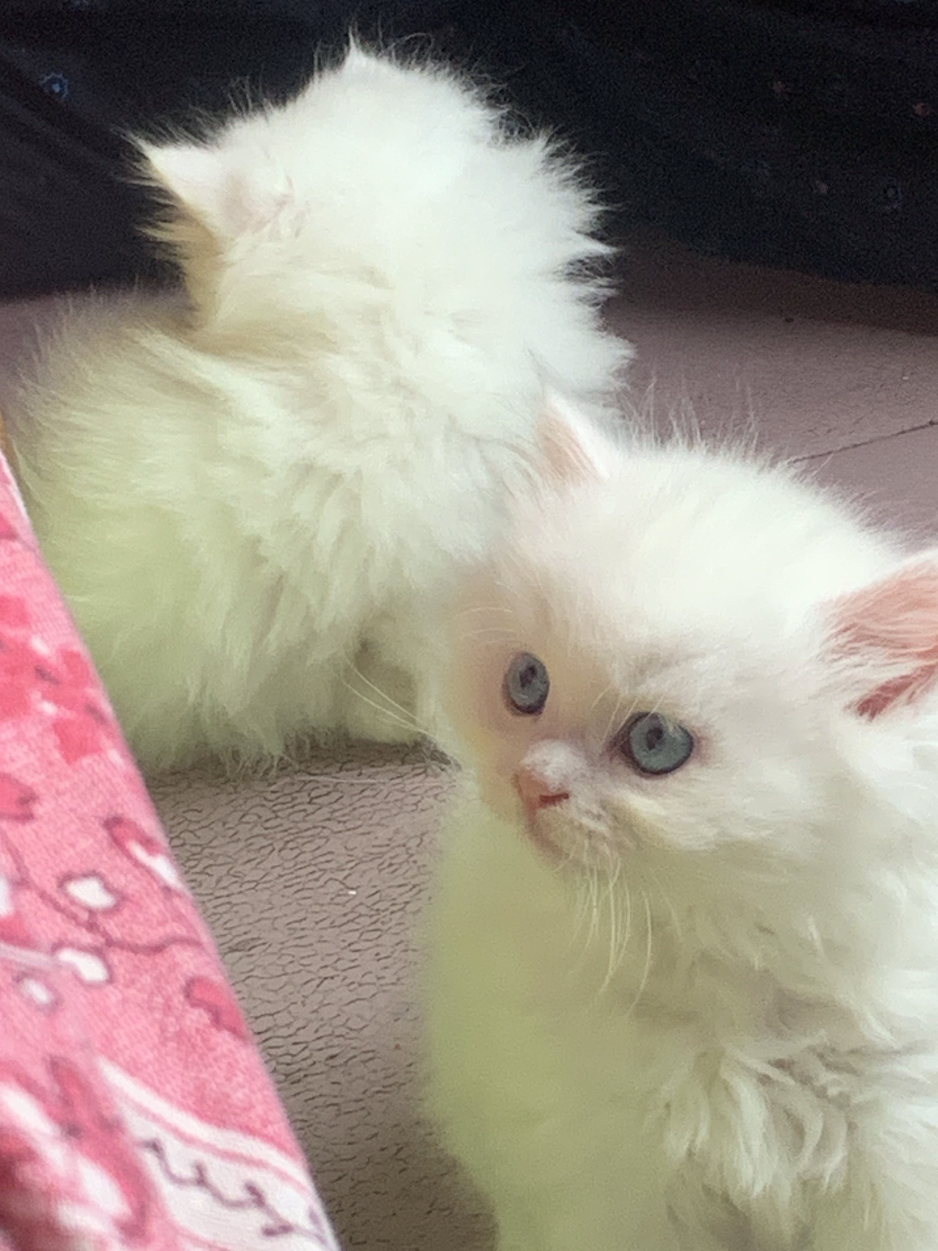 White Persian kitten with blue eyes for sale