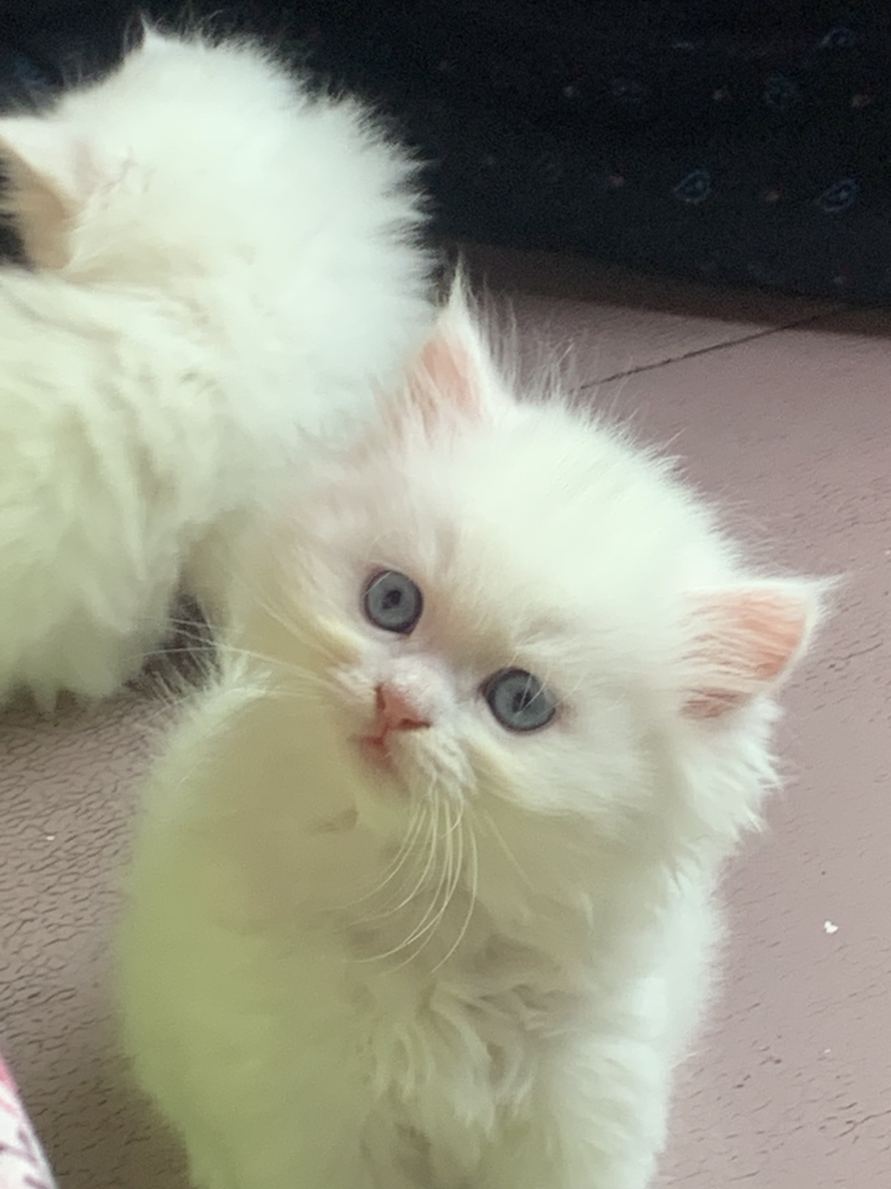 White Persian kitten with blue eyes for sale