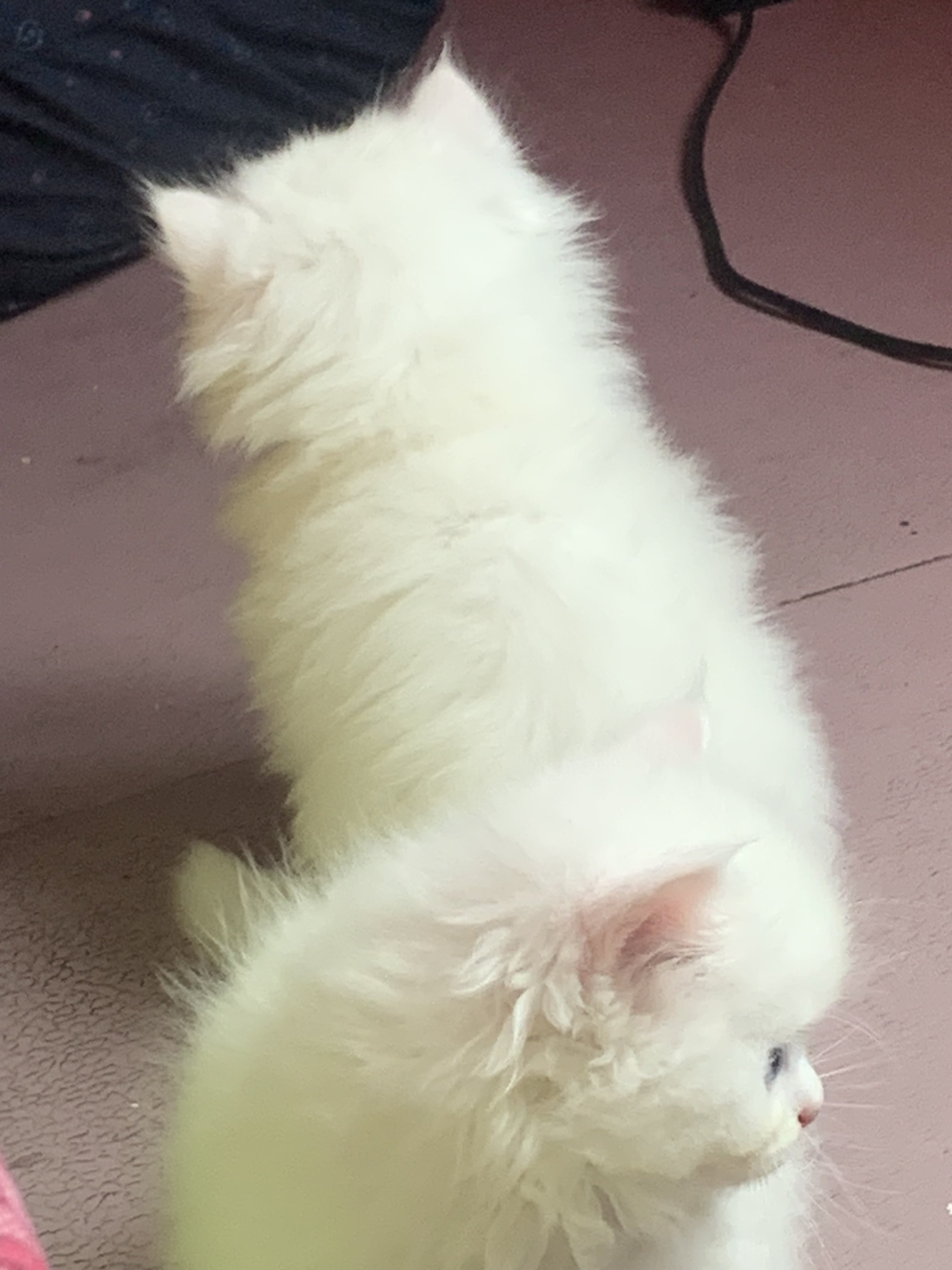 White Persian kitten with blue eyes for sale