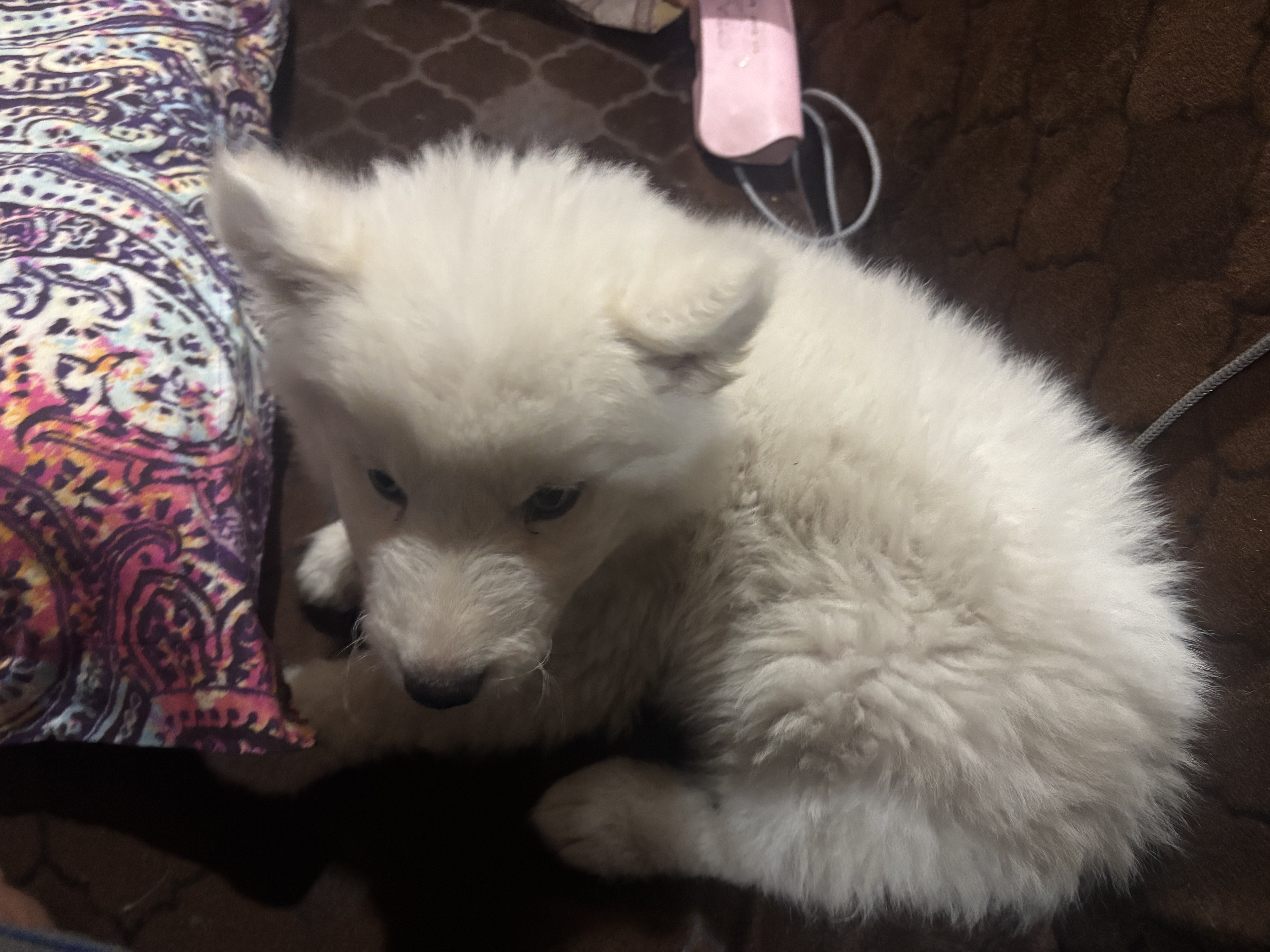 White husky puppy