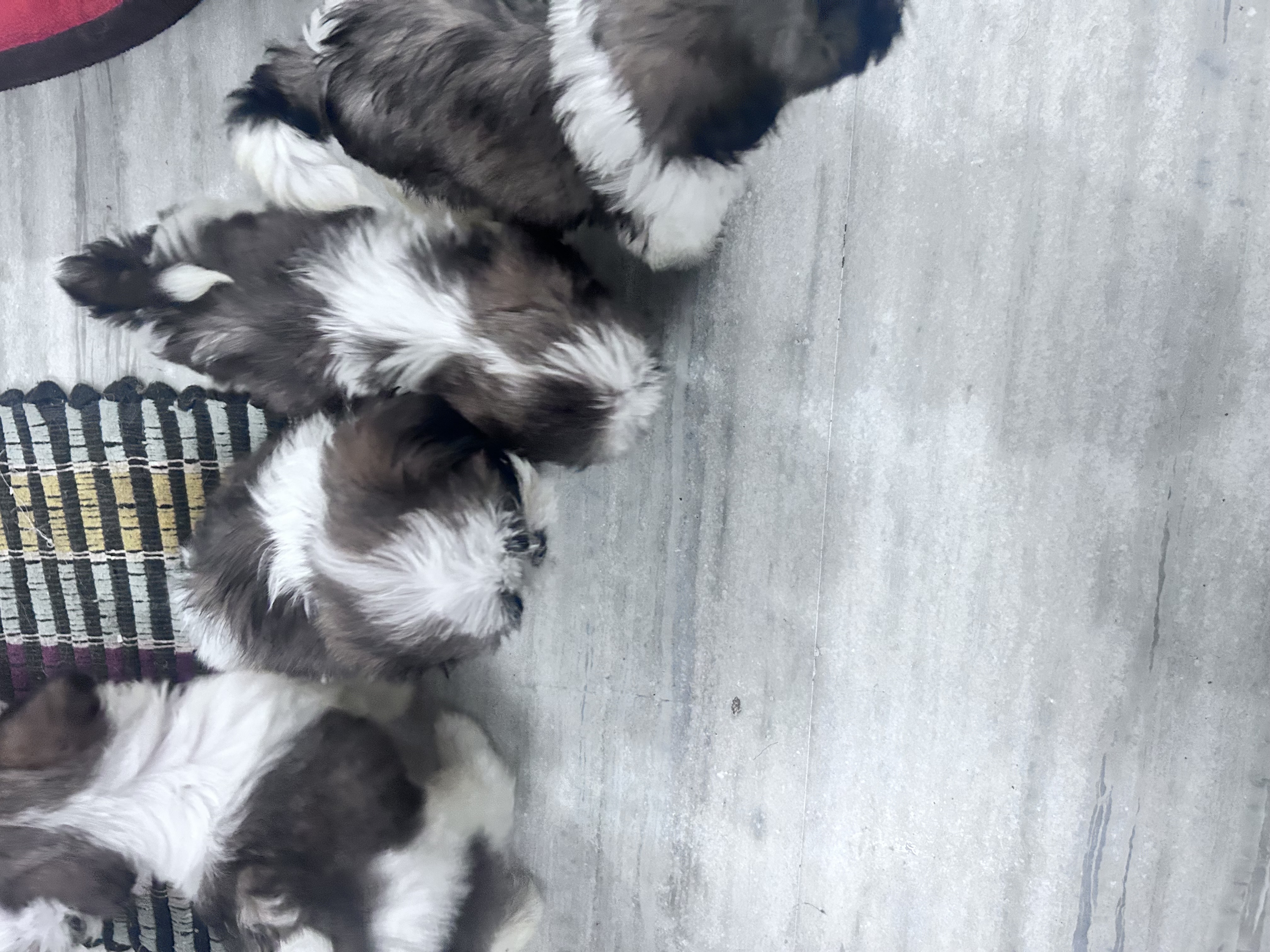 shih tzu pupies for sale