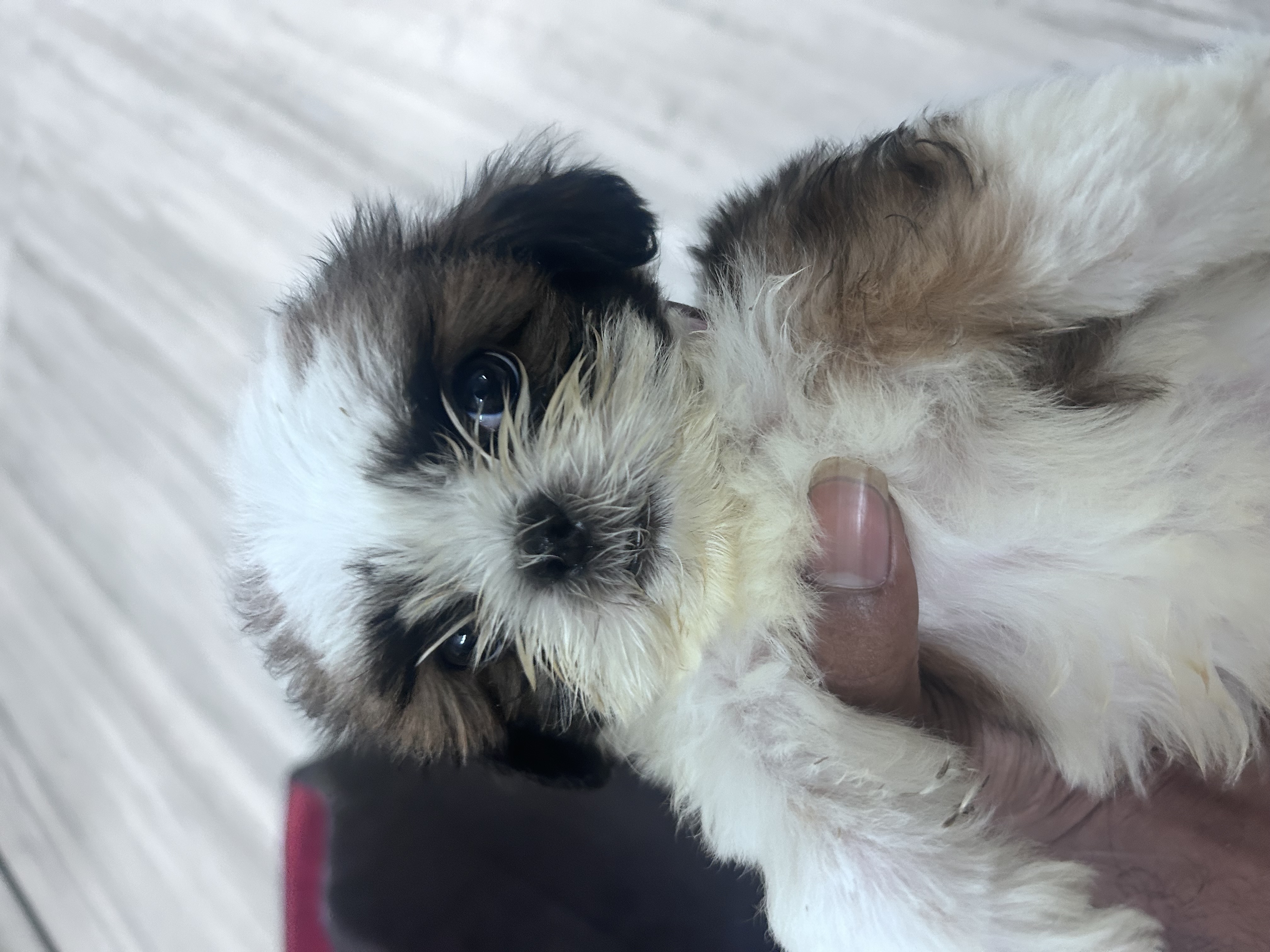 shih tzu pupies for sale