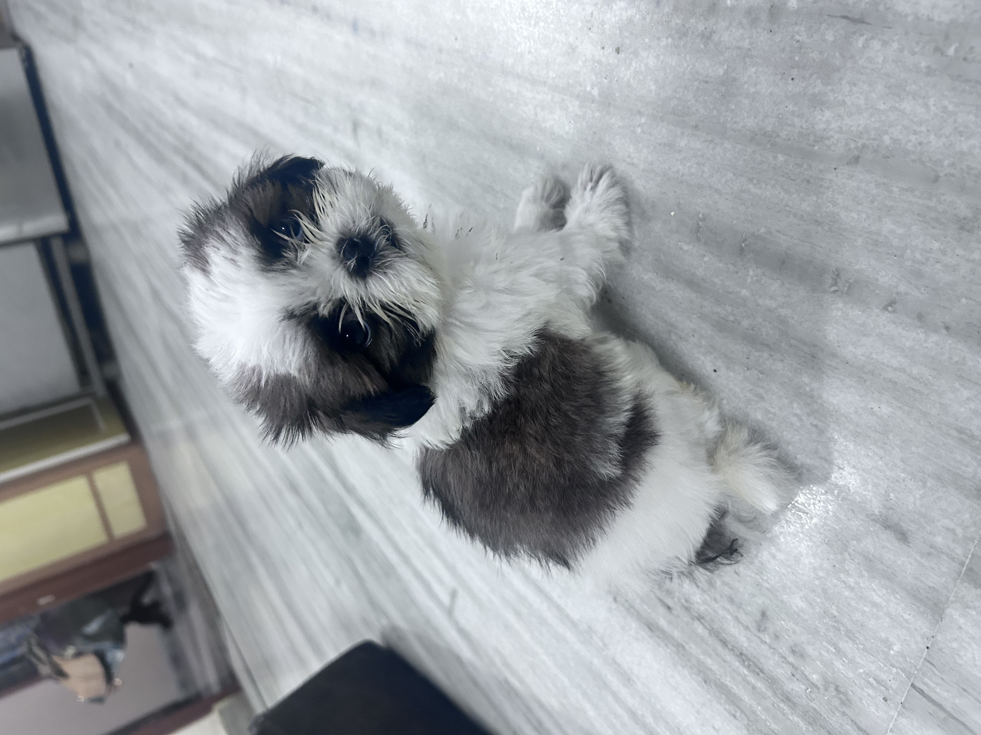 shih tzu pupies for sale