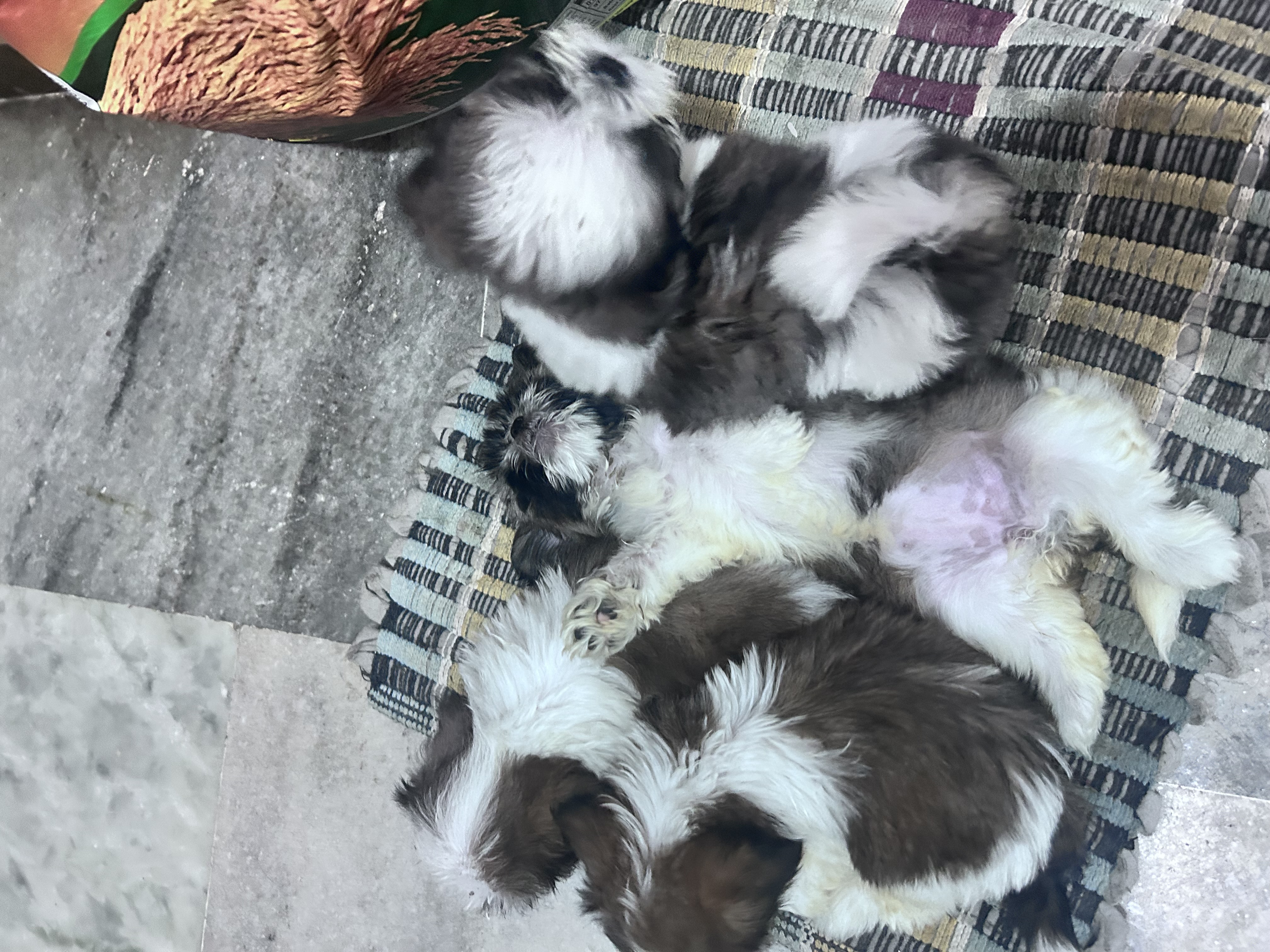 shih tzu pupies for sale