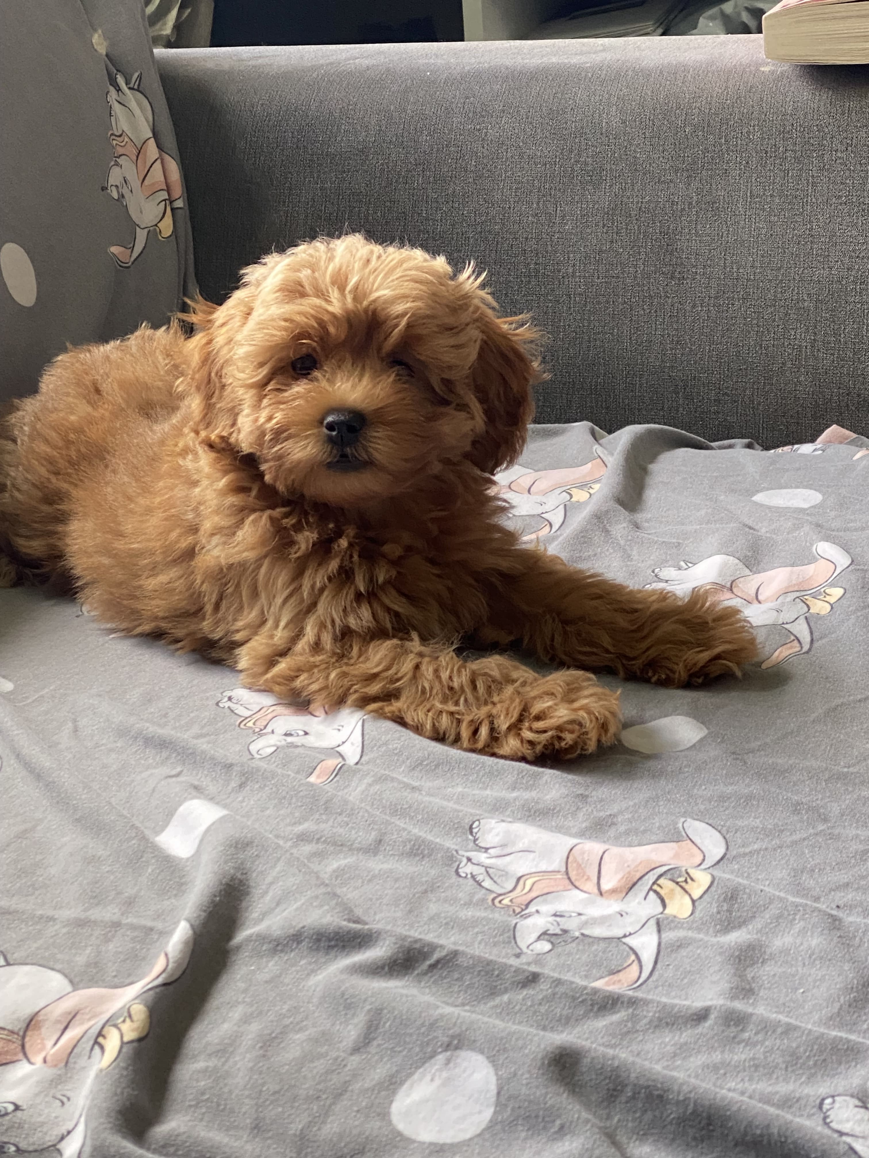 Beautiful F1 maltipoo puppies