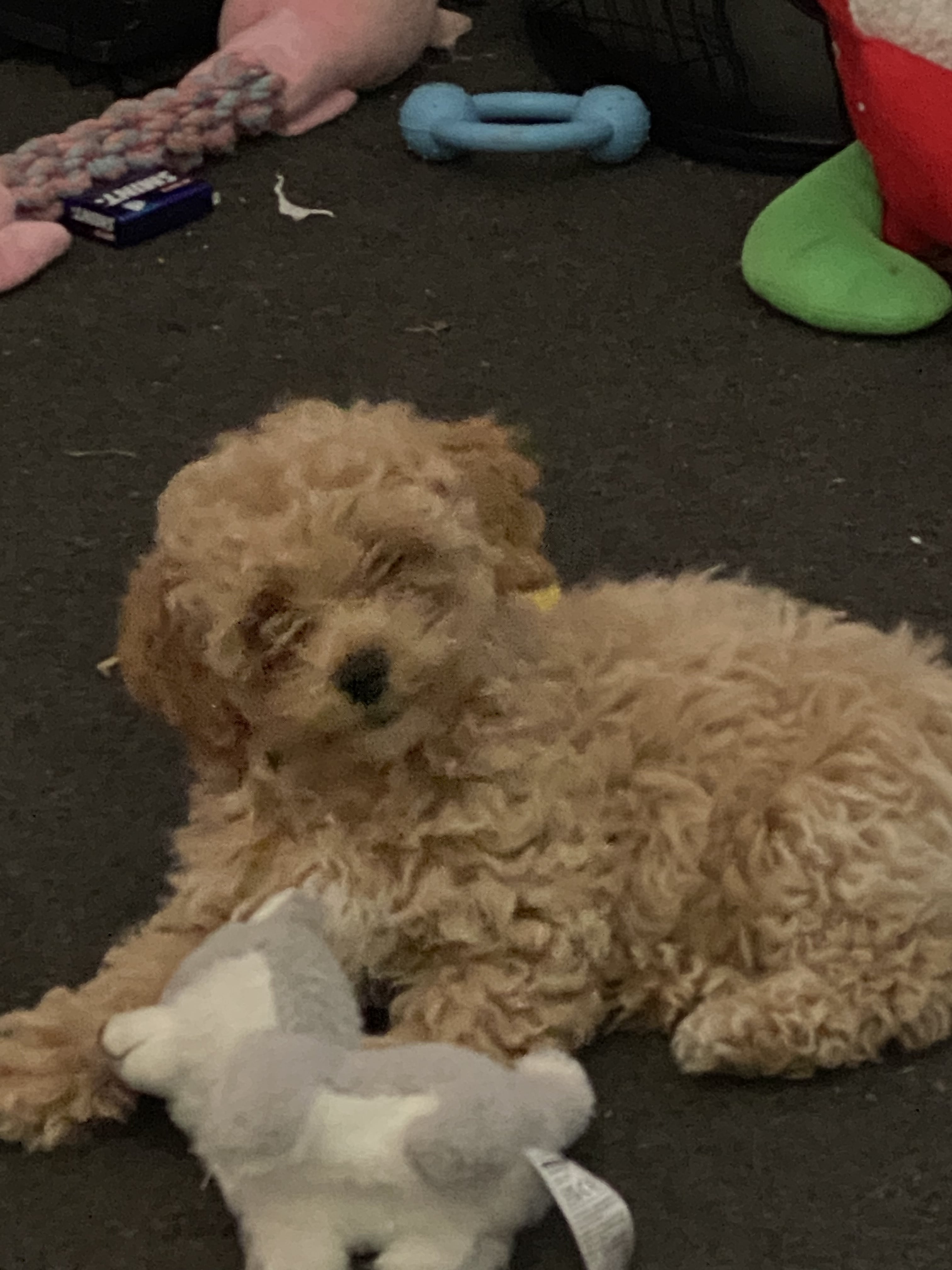 Beautiful F1 maltipoo puppies