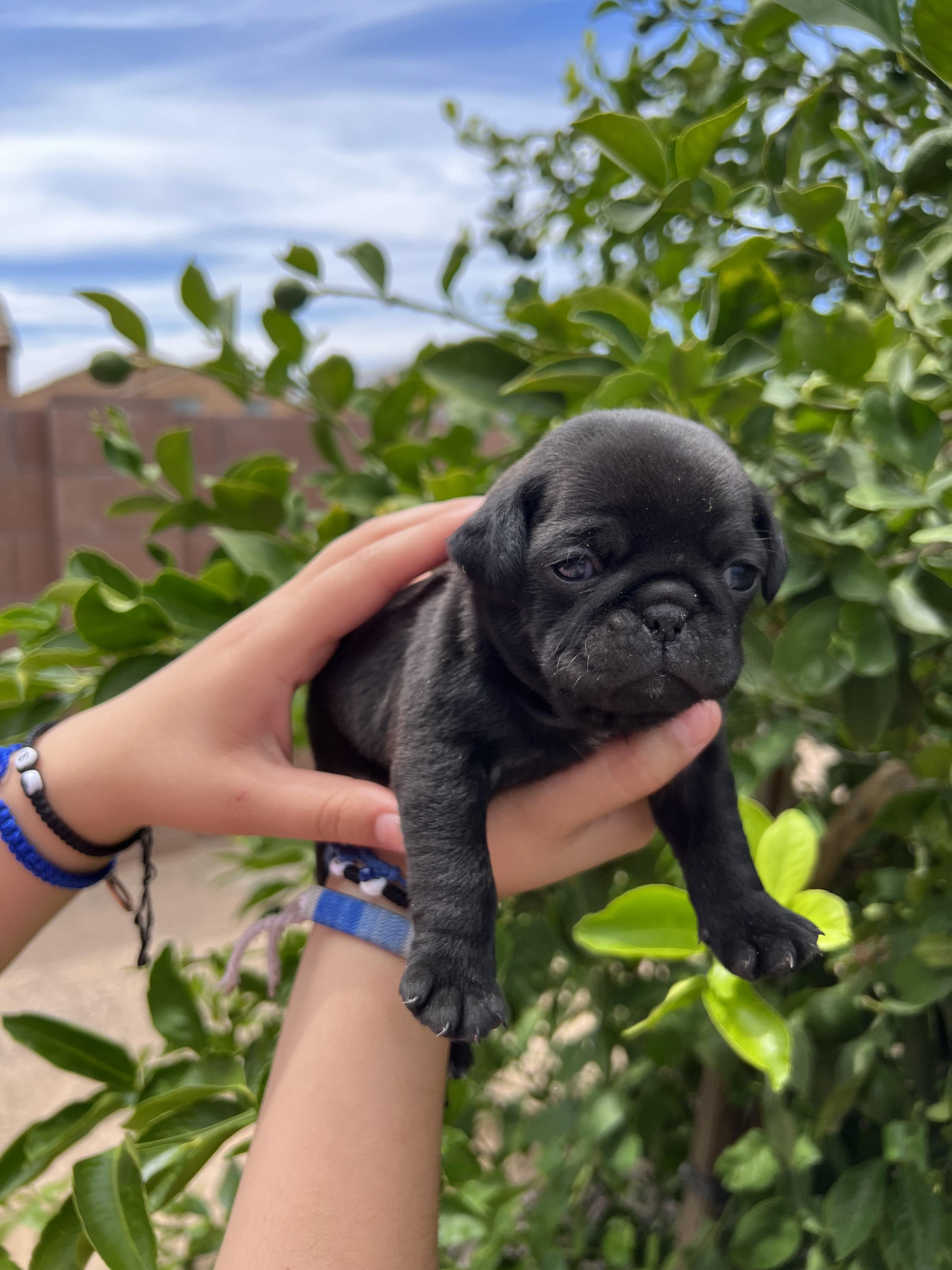 Rehoming pug