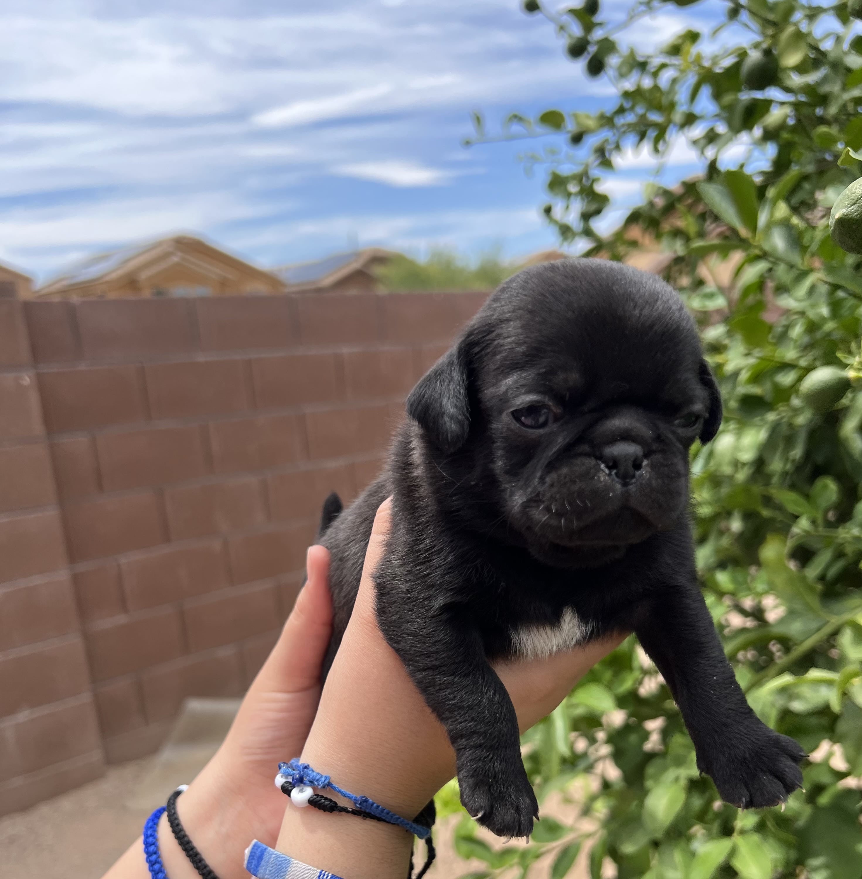 Rehoming pug