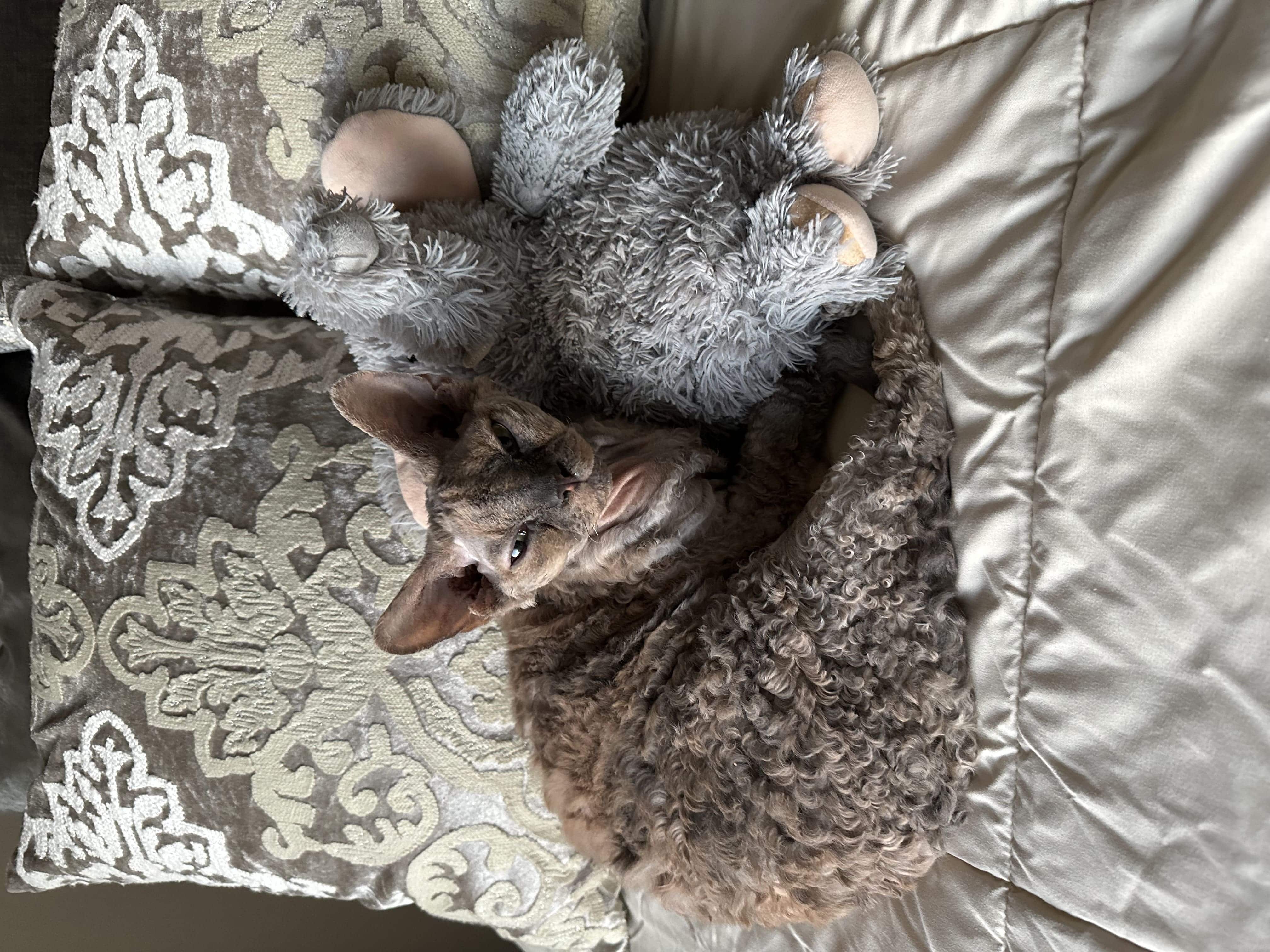 Exotic Purebred Devon Rex