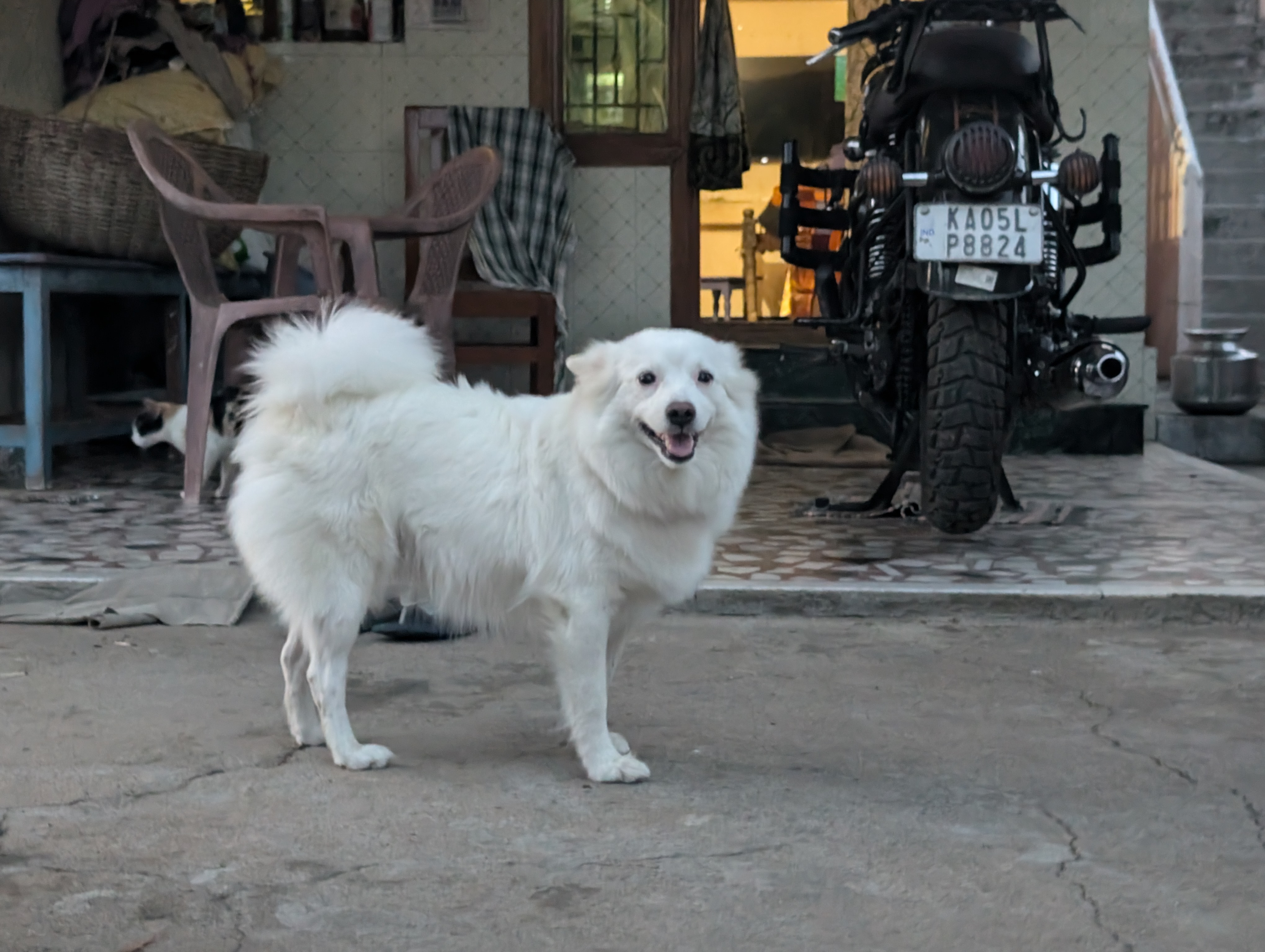 Indian spitz puppies 5000 rs available low price pomeranian puppy