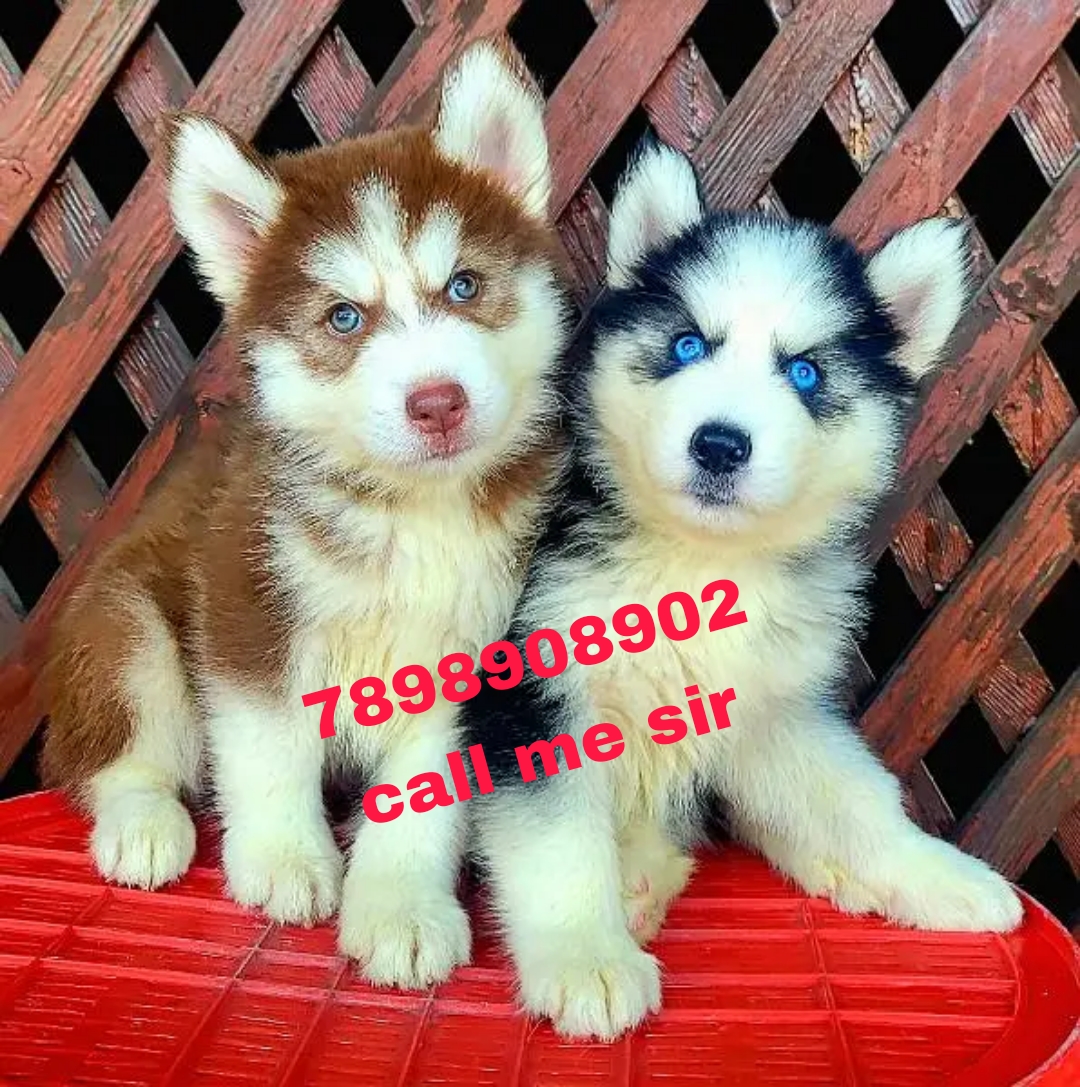 Dog shop home delivery 7898908902