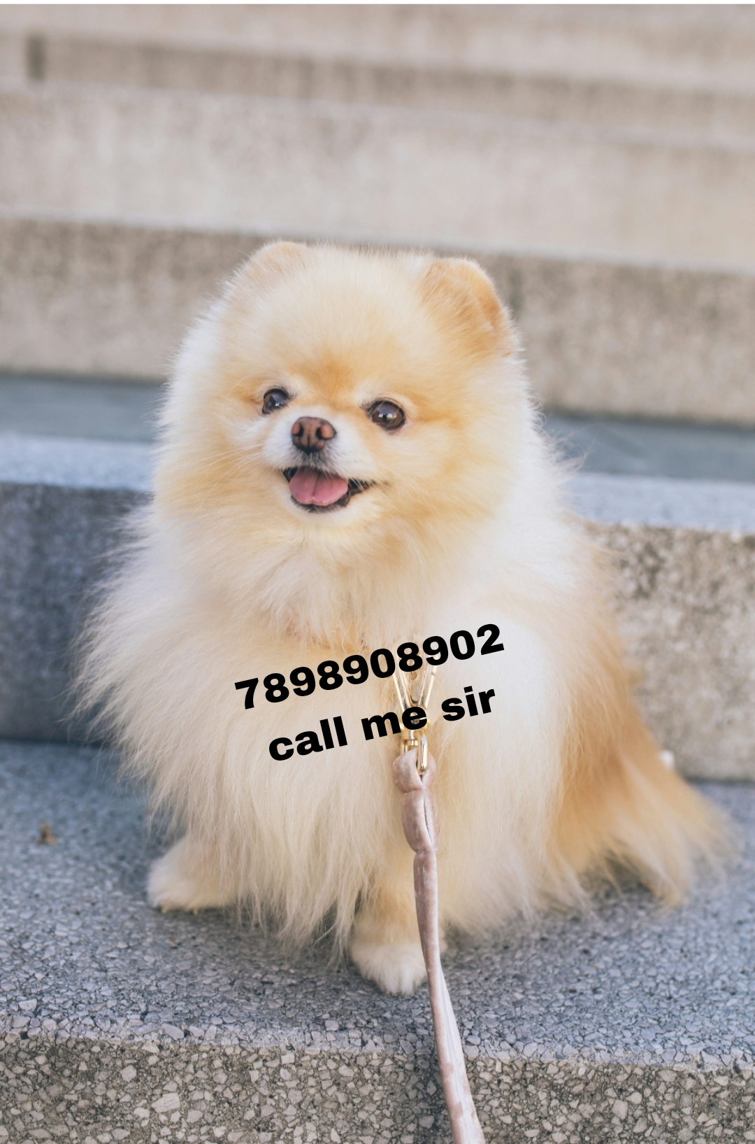 Dog shop home delivery 7898908902