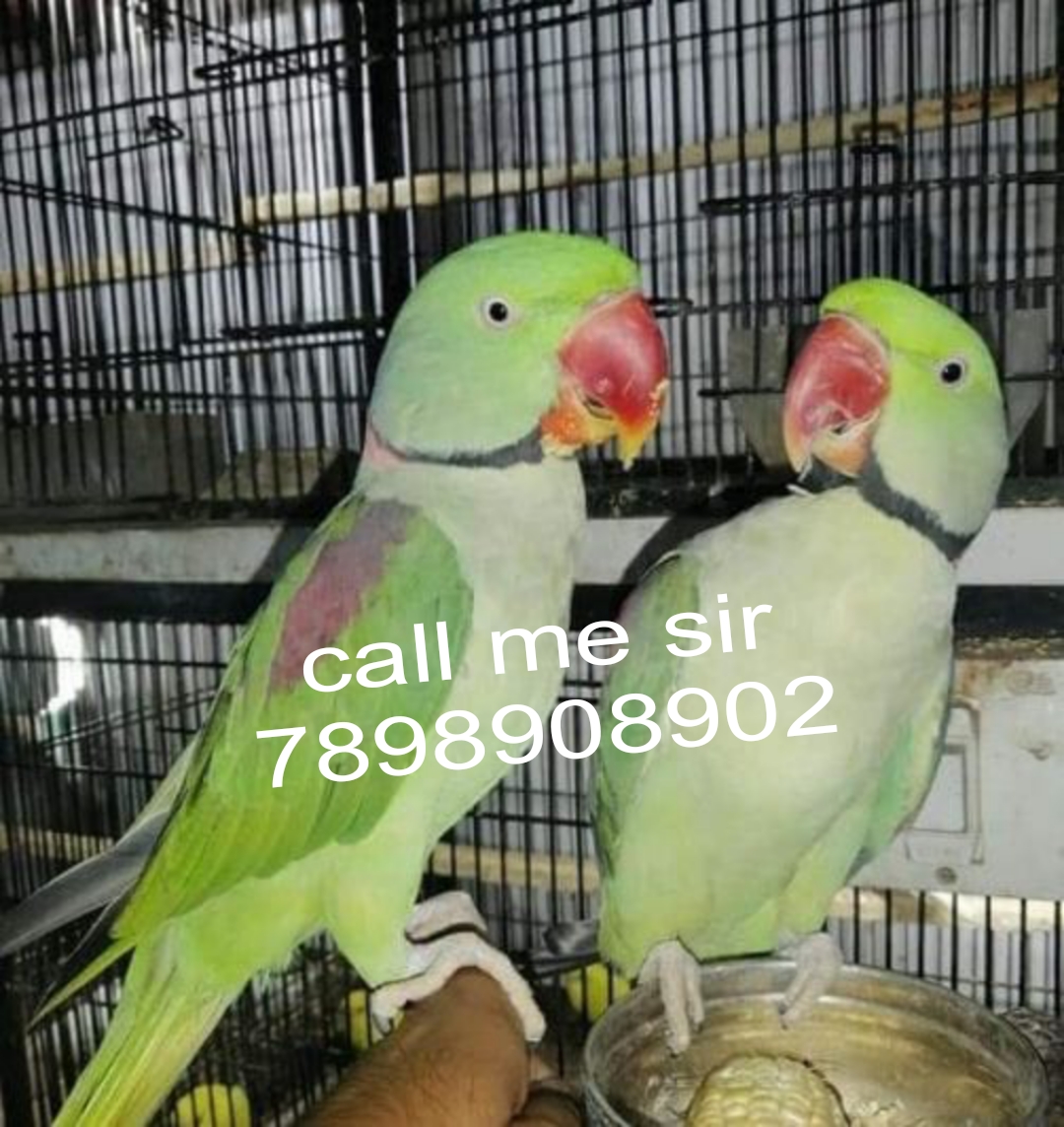 Alexandra parrot selling home delivery available +9+7898908902