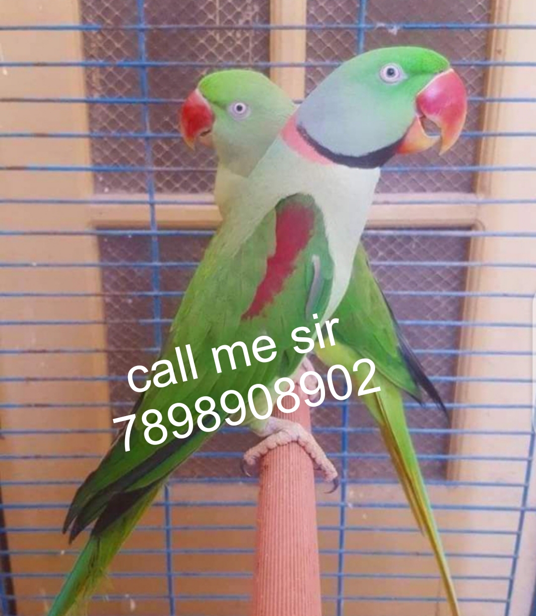 Alexandra parrot selling home delivery available +9+7898908902