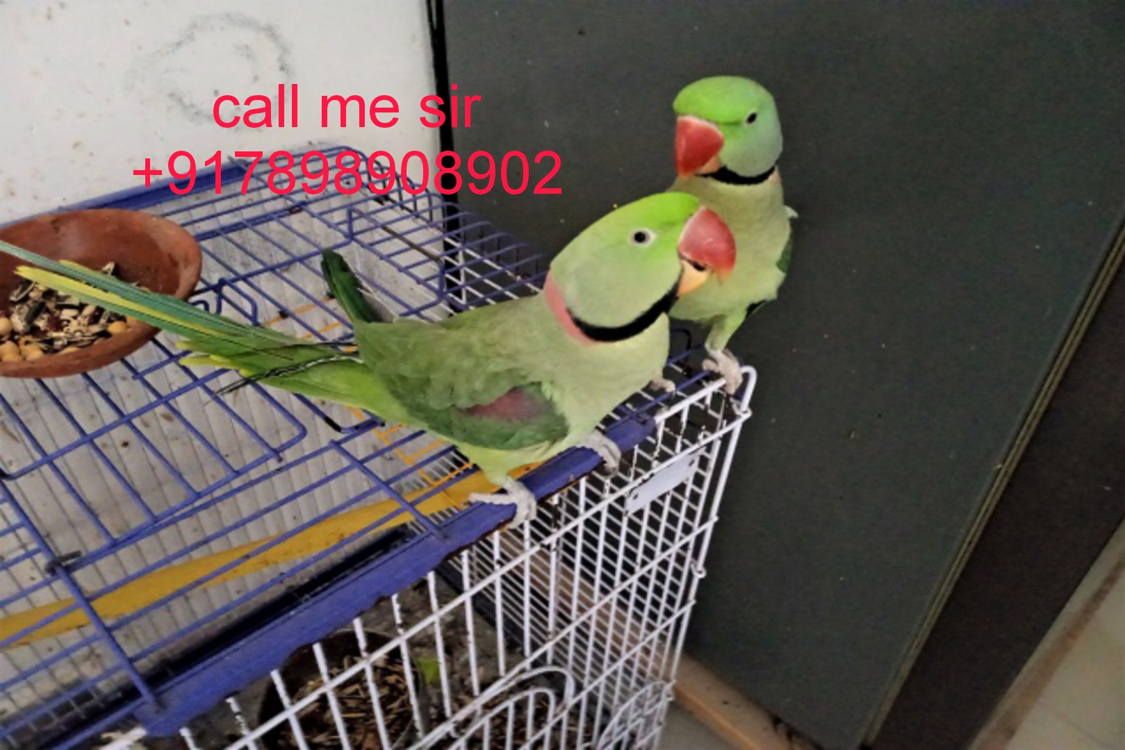 Alexandra parrot selling home delivery available +9+7898908902