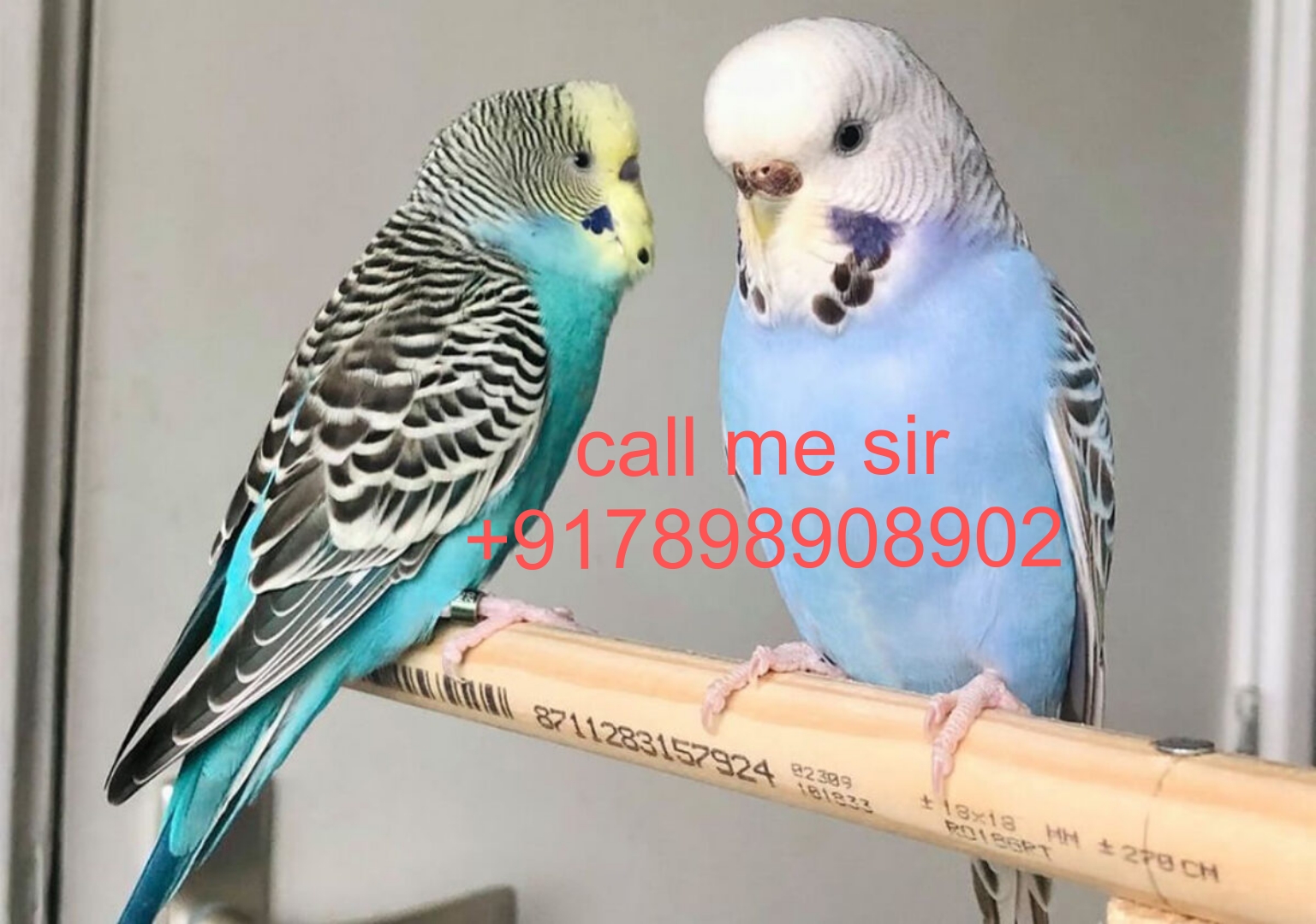 Alexandra parrot selling home delivery available +9+7898908902