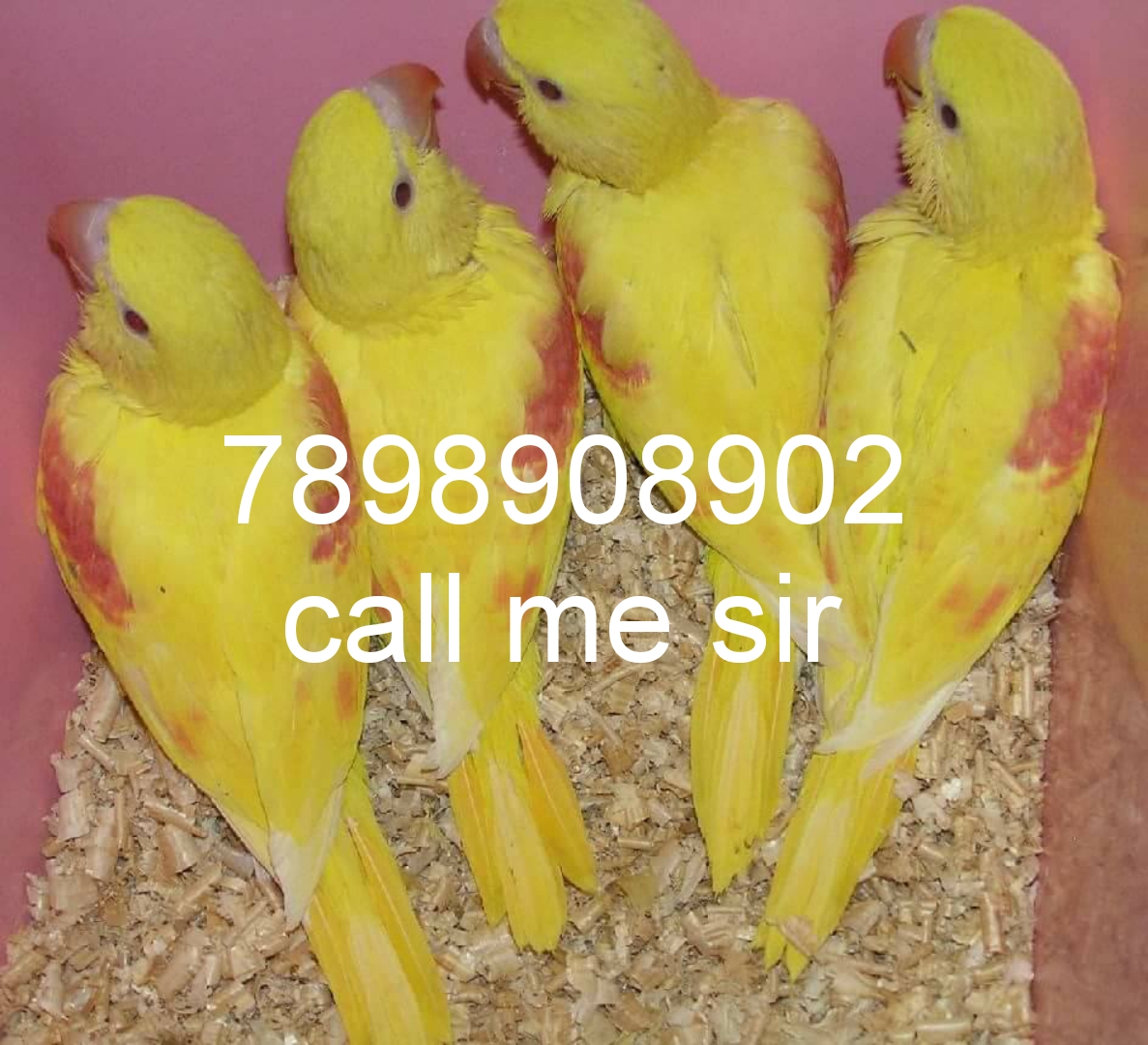 Alexander parrot selling home delivery available 7898908902