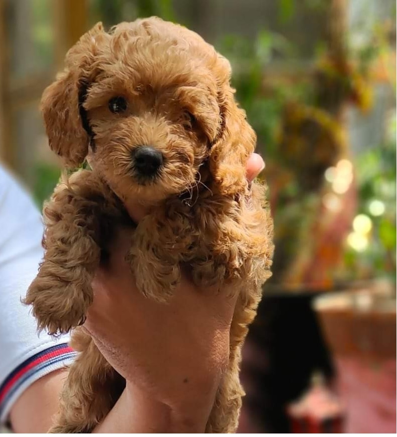 Poodle Puppies Price in Mumbai - Breed n Breeder