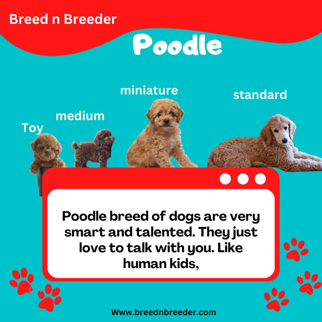 Poodle In Dehradun Price - Breed N Breeder