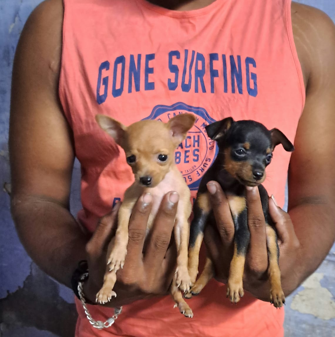 Cute 3 min pin (2 male & 1 female) Healthy puppies are available for sale