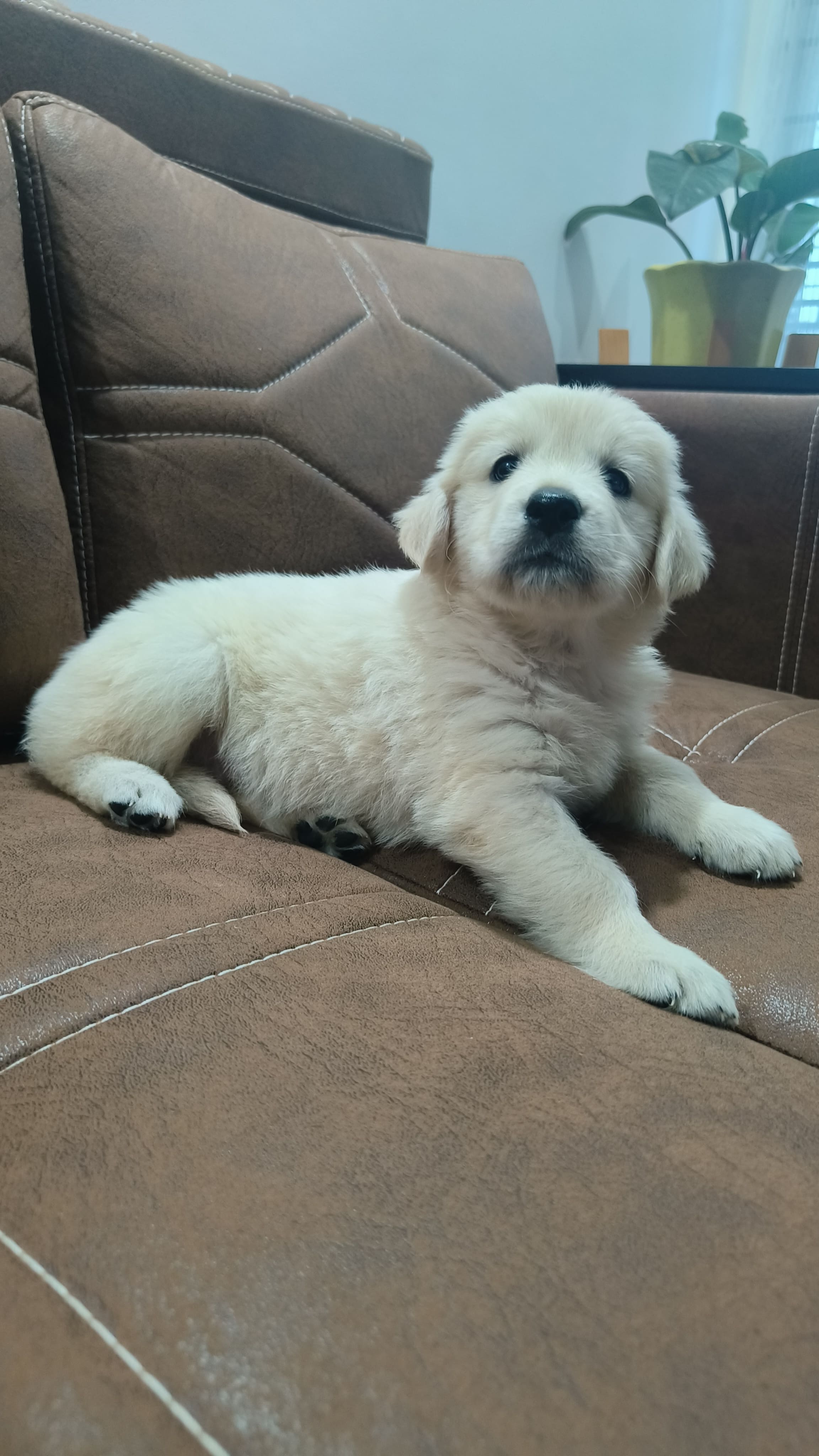 Female Golden Retriever for sale