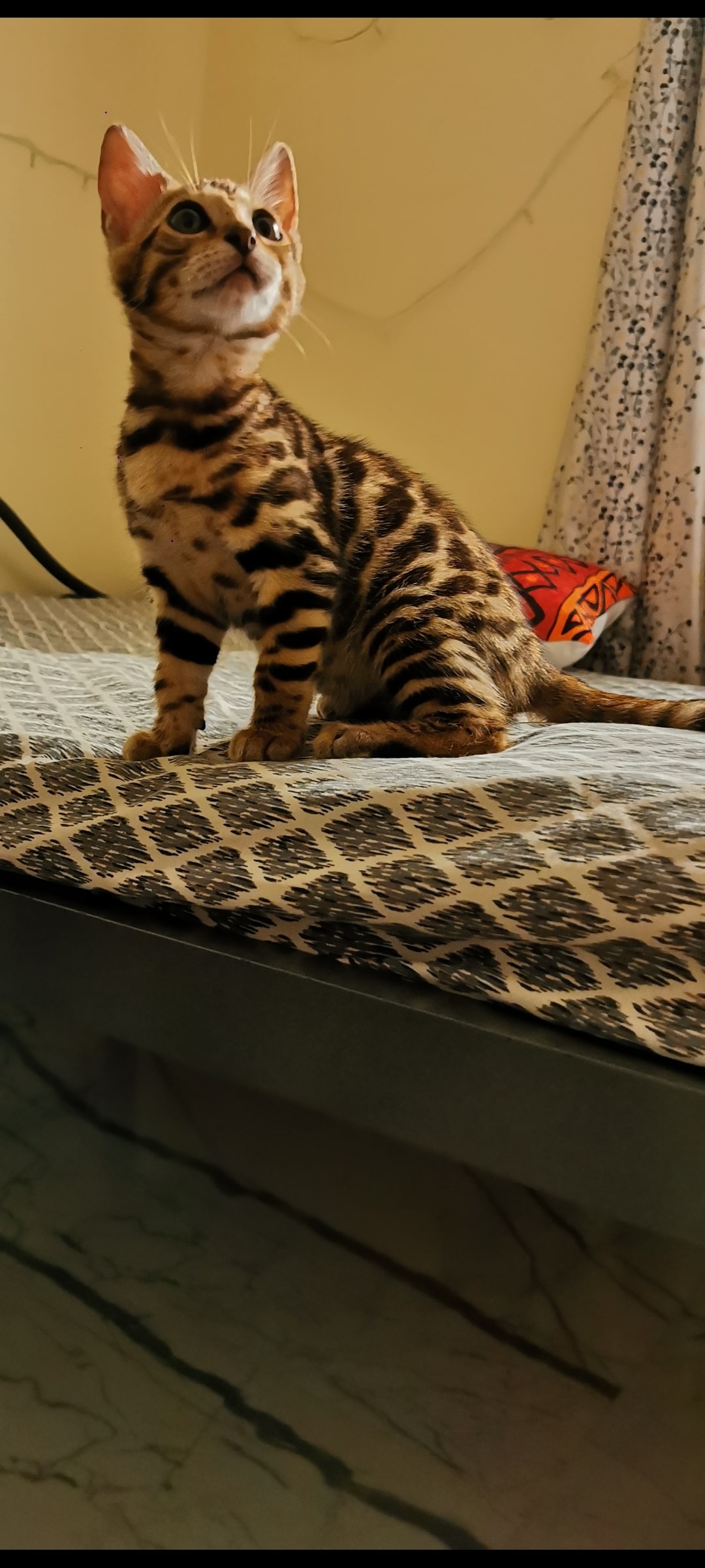 Bengal Kitten For Sale 