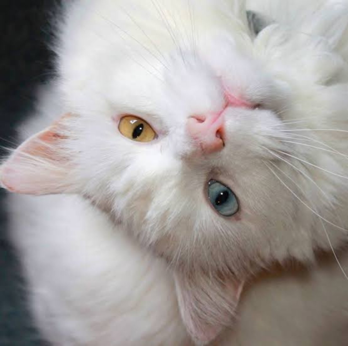White Persian cat with odd eyes 