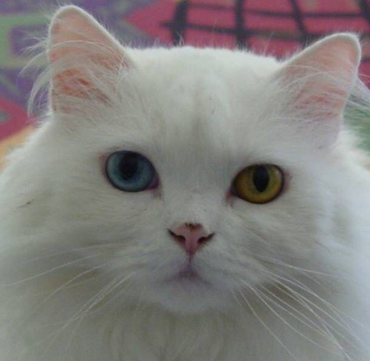 White Persian cat with odd eyes 