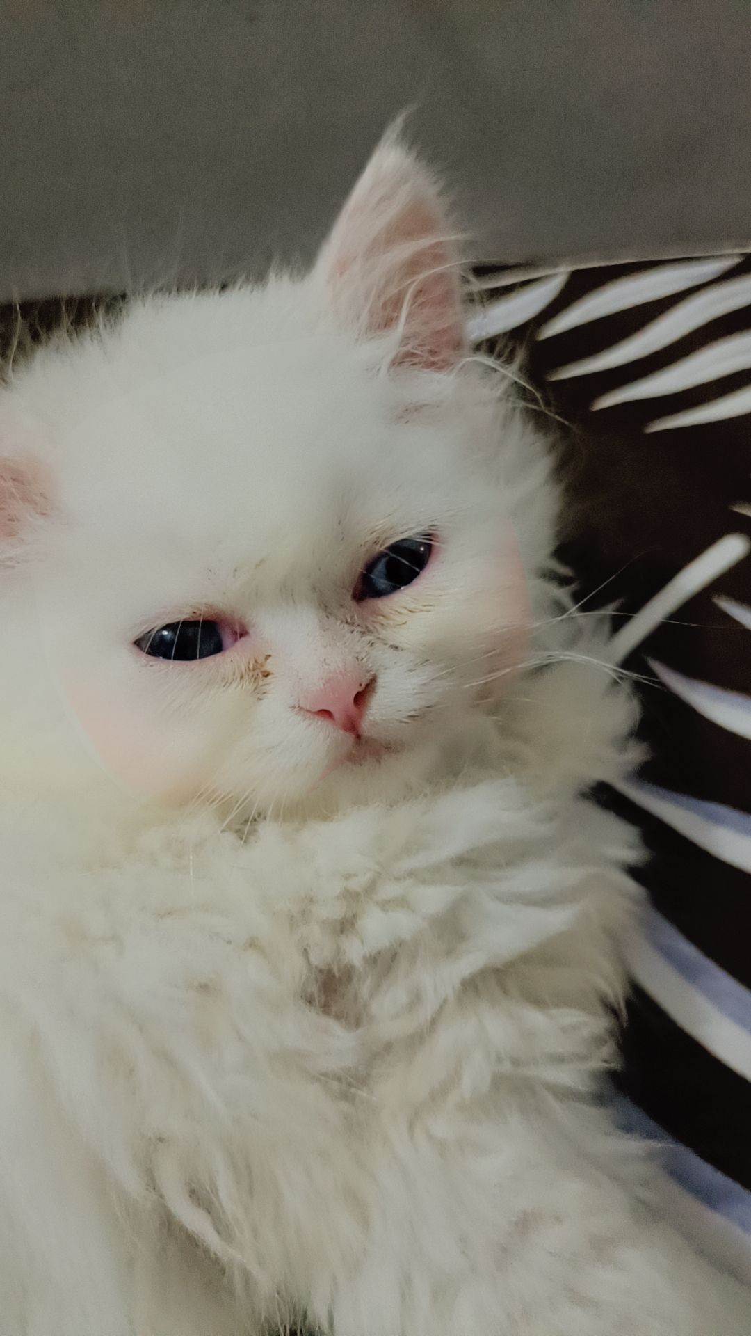 Persian cat 