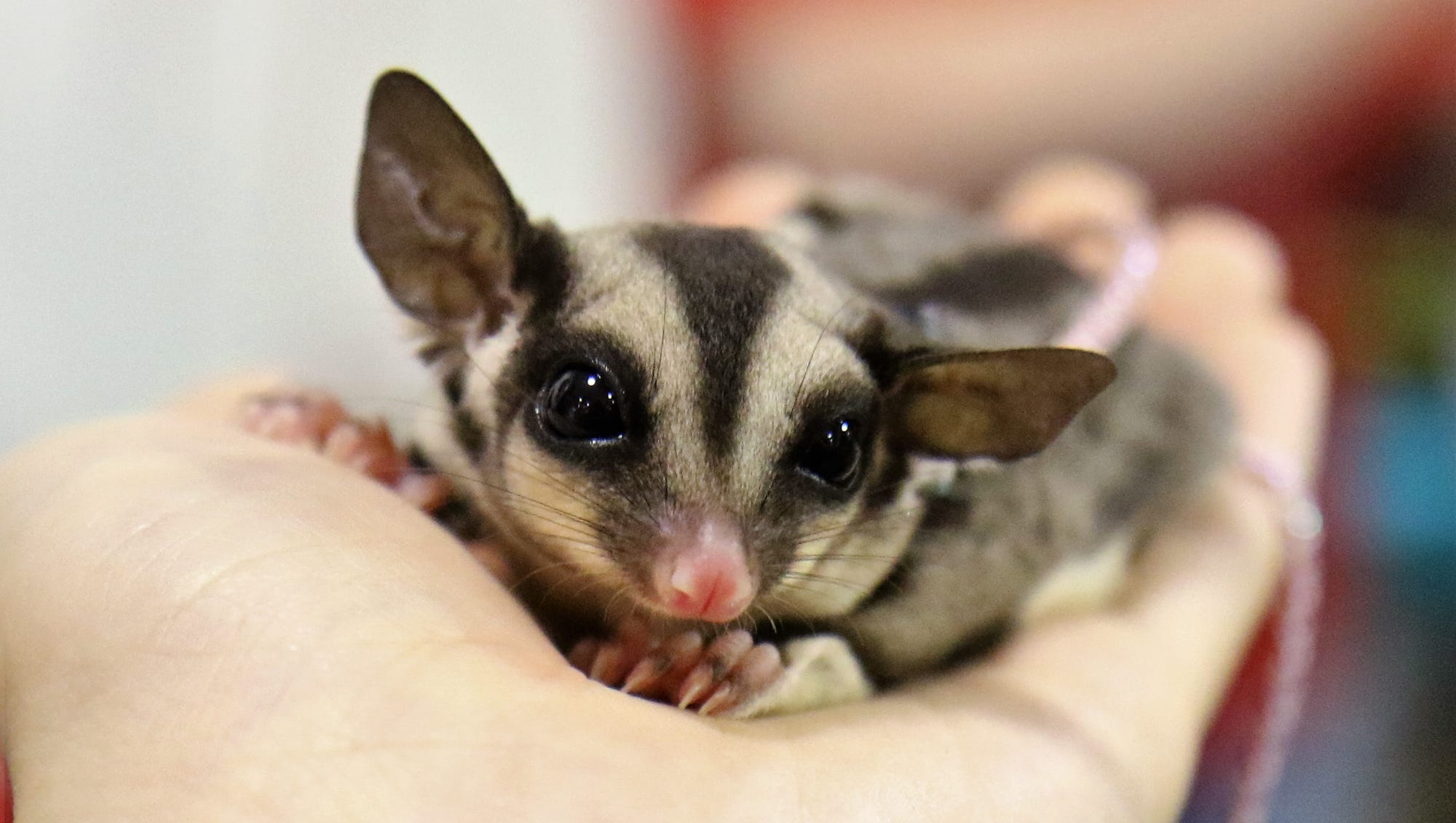 A pair of Sugar gliders 