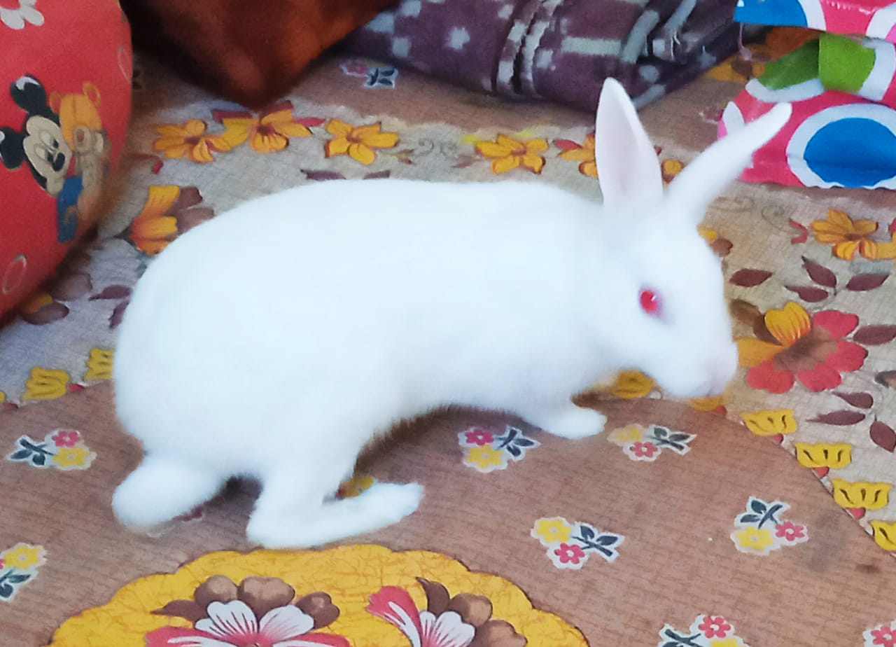 Male Rabbits for sale