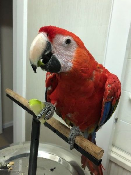 Macau parrot available home delivery 7860996935