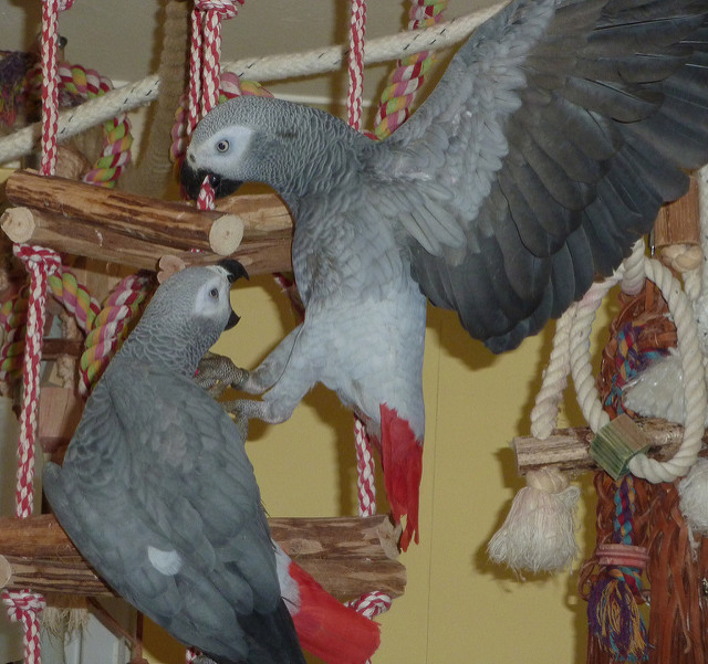 Congo African Grey Parrots for sale India 