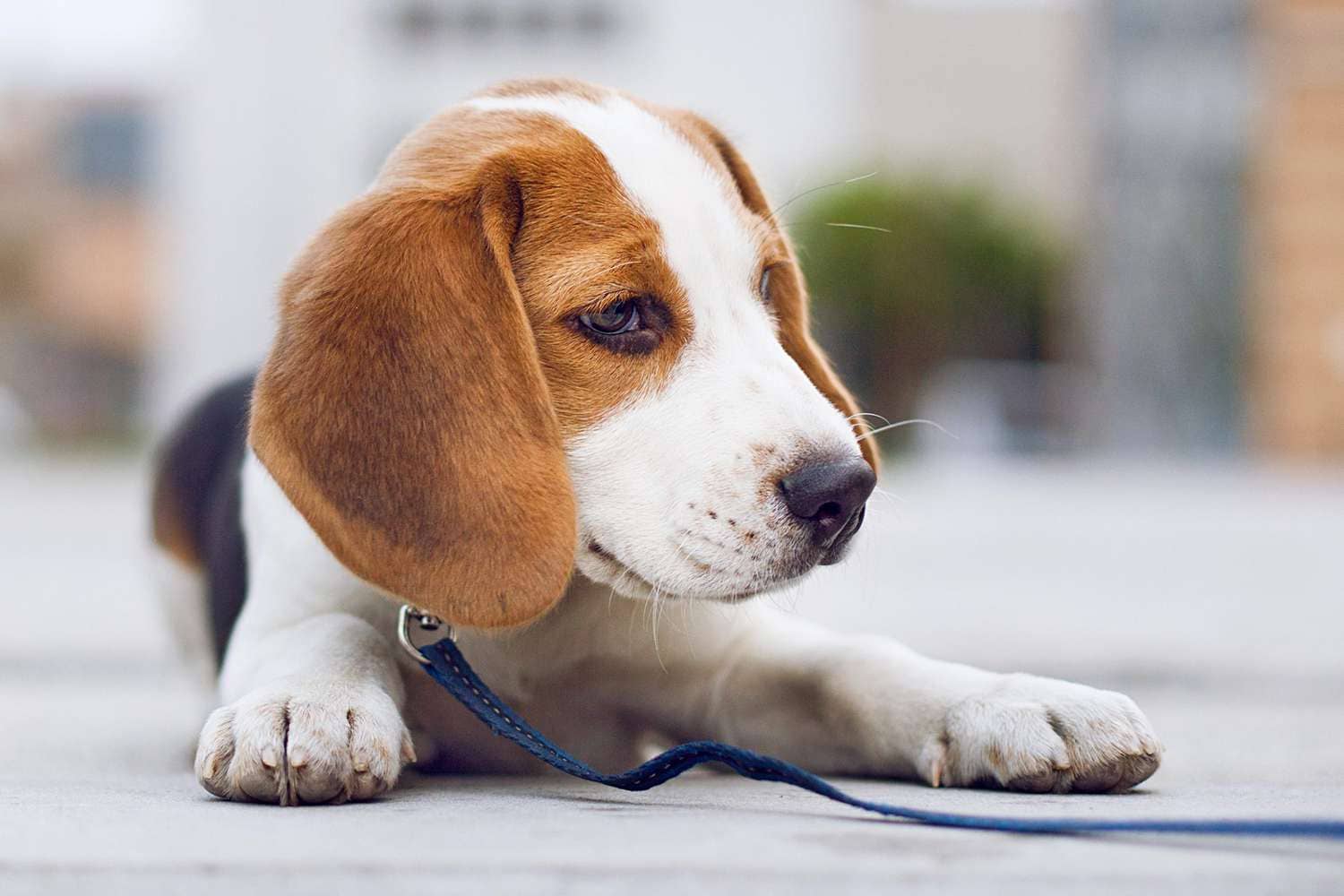 Adorable Beagle Puppy for Sale - Purebred and Playful!