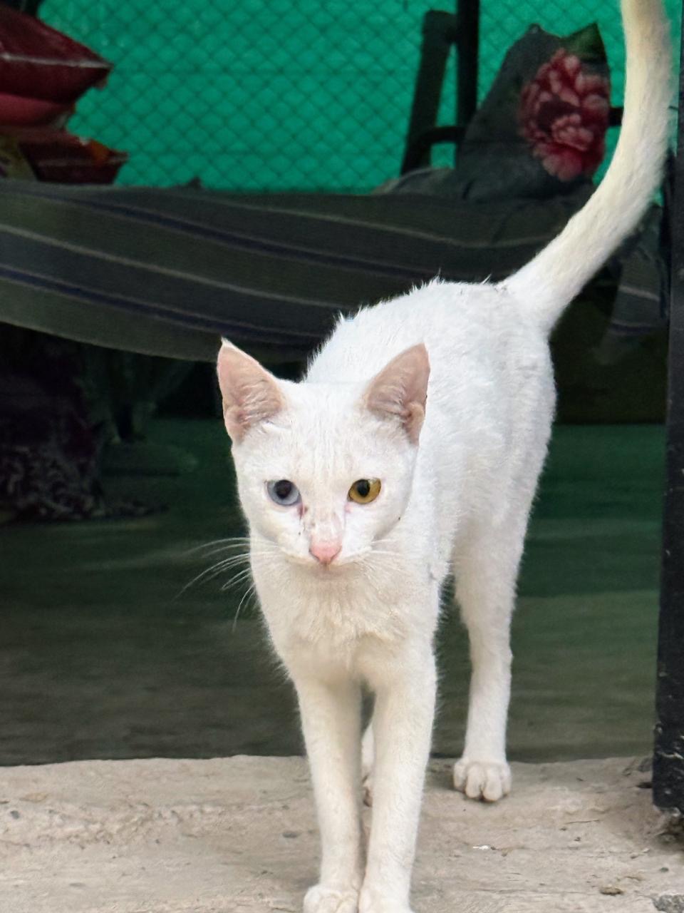 Cat with different eyes